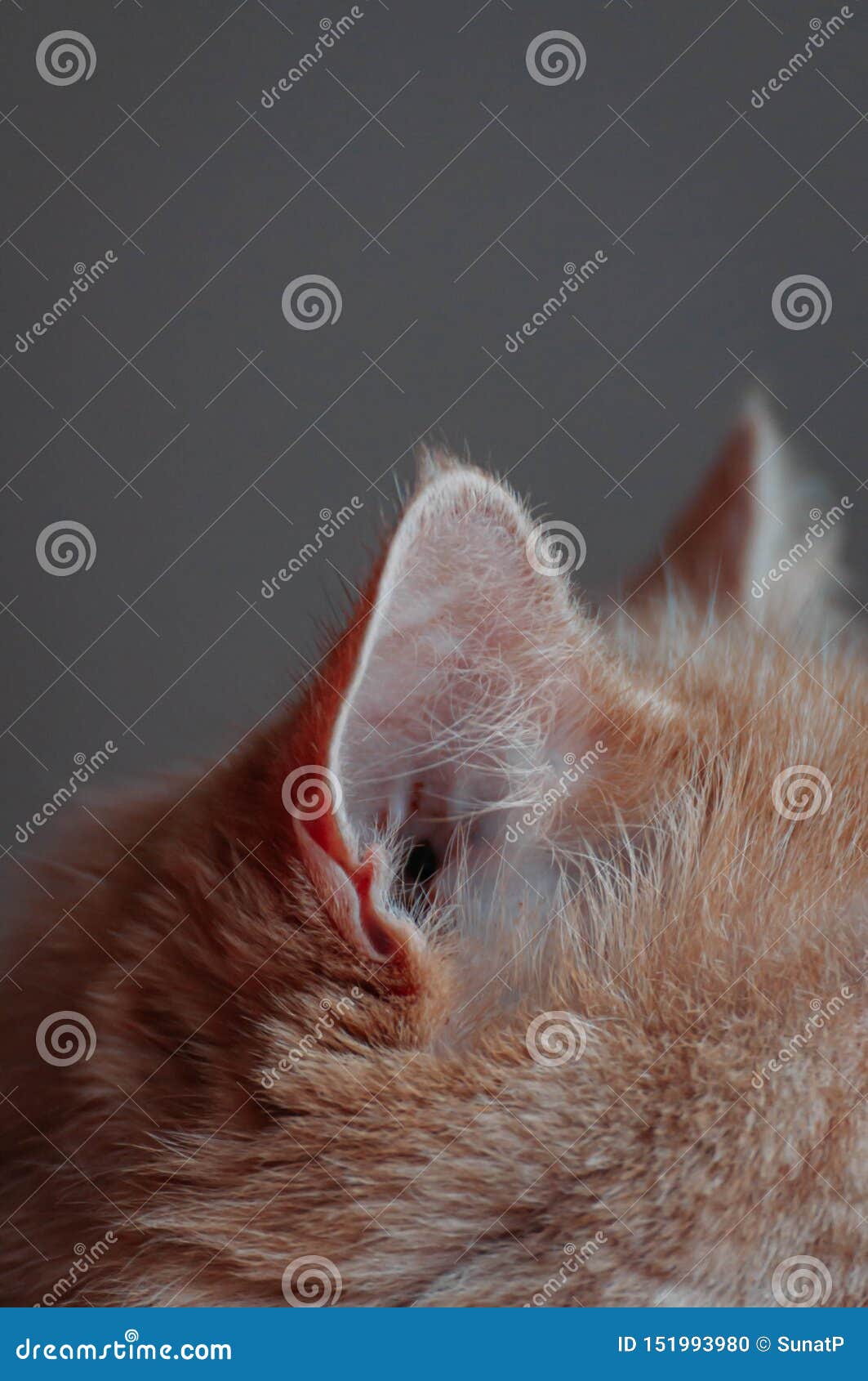 Oreille De Chat Persan Orange Photo Stock Image Du Orange Chat Oreille De Chat Persan Orange Photo Stock Image Du Orange Chat