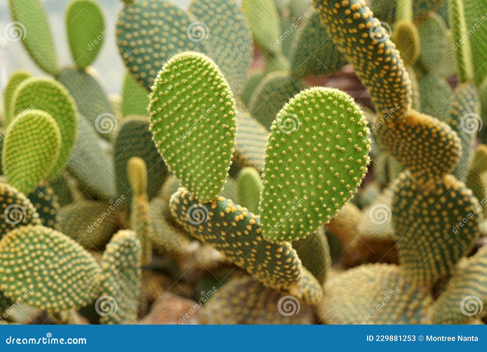 Oreilles De Lapin Cactus Opuntia Microdasys Est Originaire Du Mexique Et Est Un Denizen De Aride