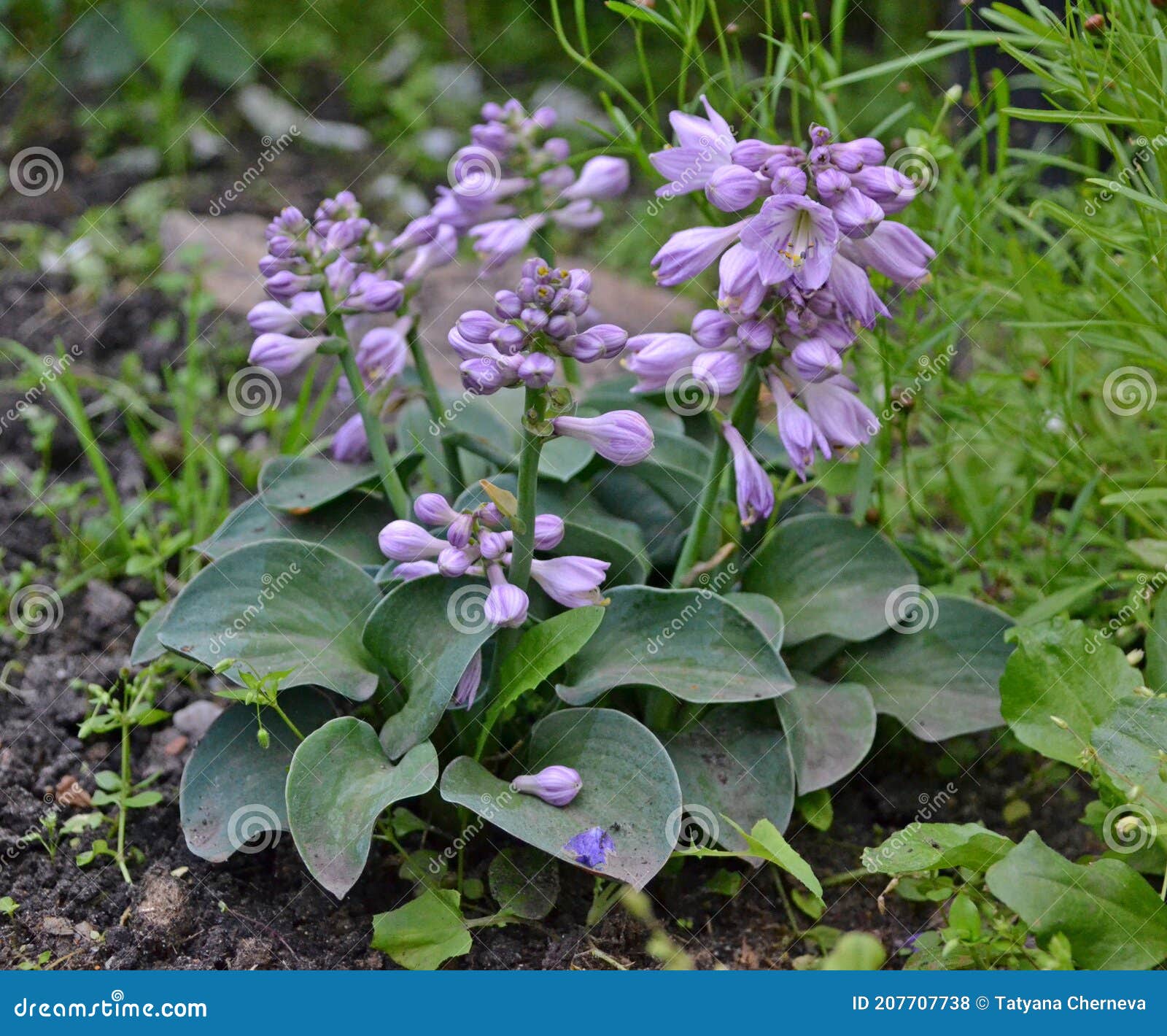 Oreilles De Souris D'hosta Fleur Bleu Mauve Violet Lilas Photo stock -  Image du flore, pétales: 207707738