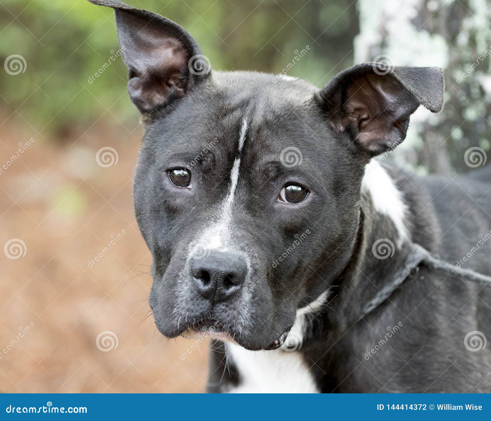 Oreilles Droites Daméricain De Chien Noir Et Blanc De Pit