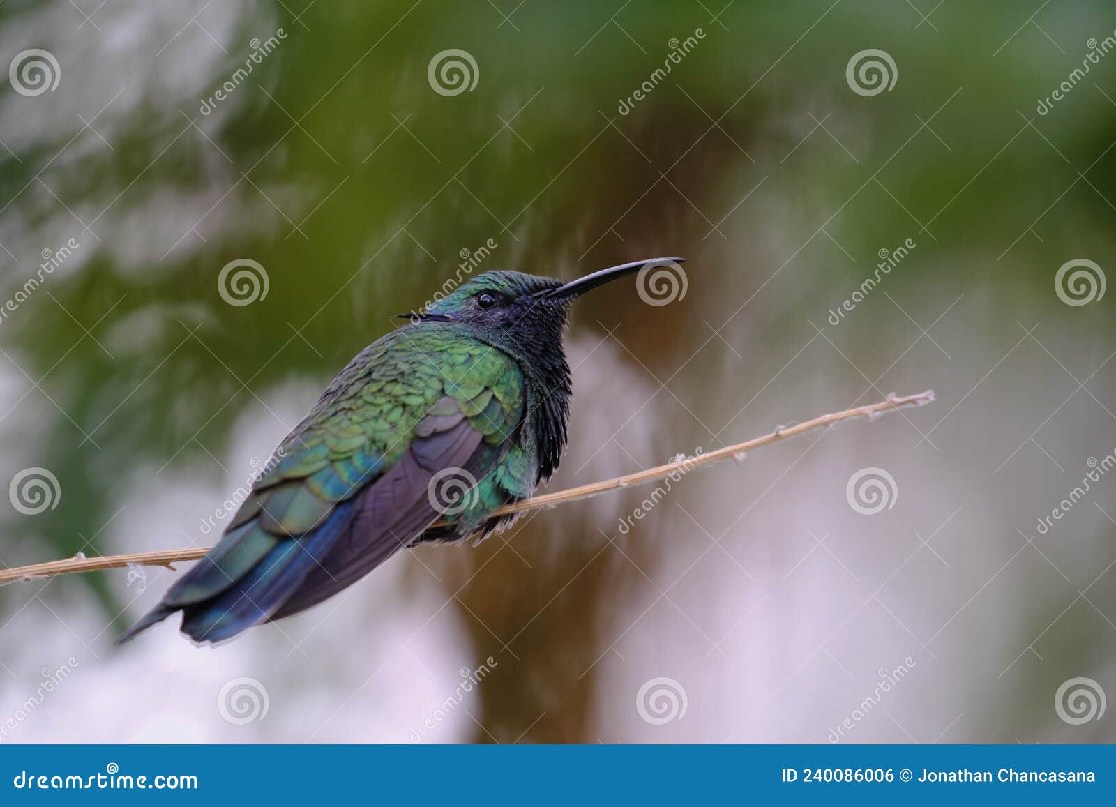 oreja violeta de vientre azul colibri coruscans