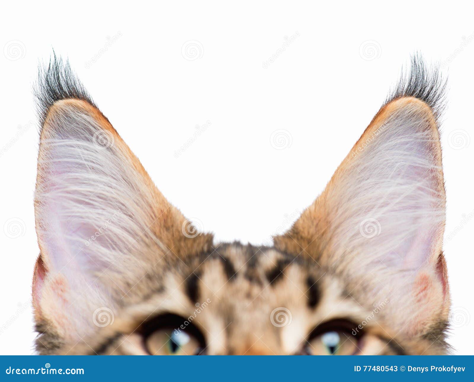 Orelhas De Gato No Fundo Branco Imagem de Stock - Imagem de animal,  tabuleiro: 77480543