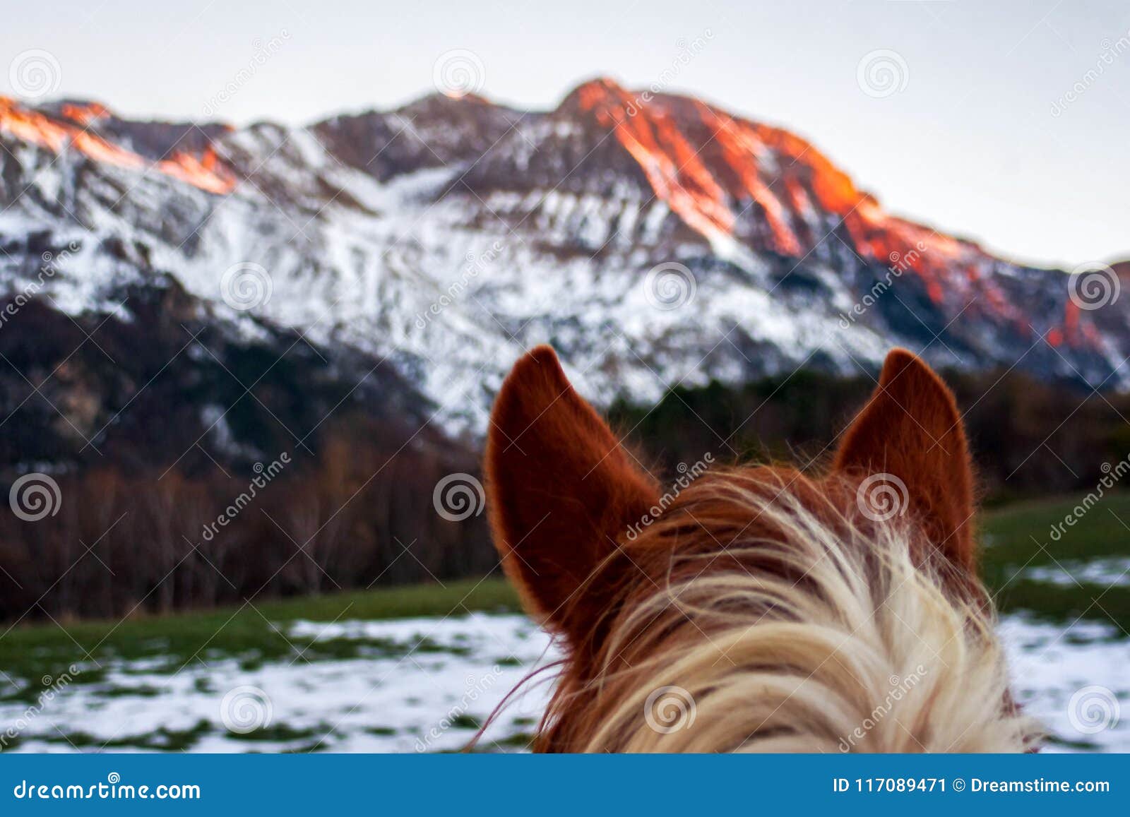 Orelhas Do Cavalo Na Frente De Uma Montanha Em Uma Tarde Do Por Do Sol  Imagem de Stock - Imagem de montanhas, elegante: 117089471