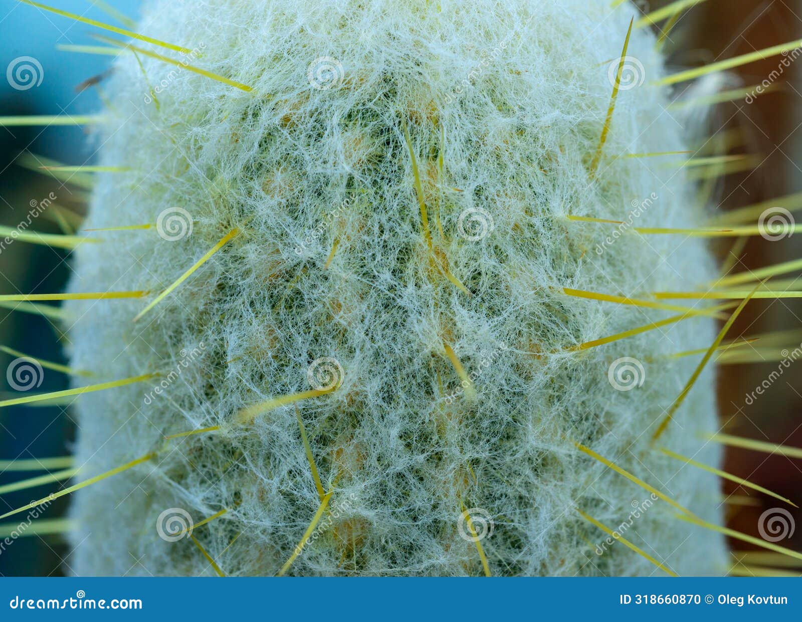 oreocereus sp. - frost-resistant cactus with fluffy spines in the botanical collection