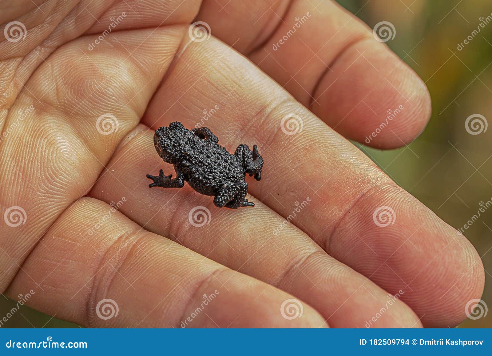 Oreophrynella Quelchii, Commonly Known As the Roraima Black Frog or Roraima Bush Toad, is a Species of Toad in the Family Stock Photo - Image of marsh, attentive: 182509794 Oreophrynella Quelchii, Commonly Known As the Roraima Black Frog or Roraima Bush Toad, is a Species of Toad in the Family Stock Photo - Image of marsh, attentive: 182509794