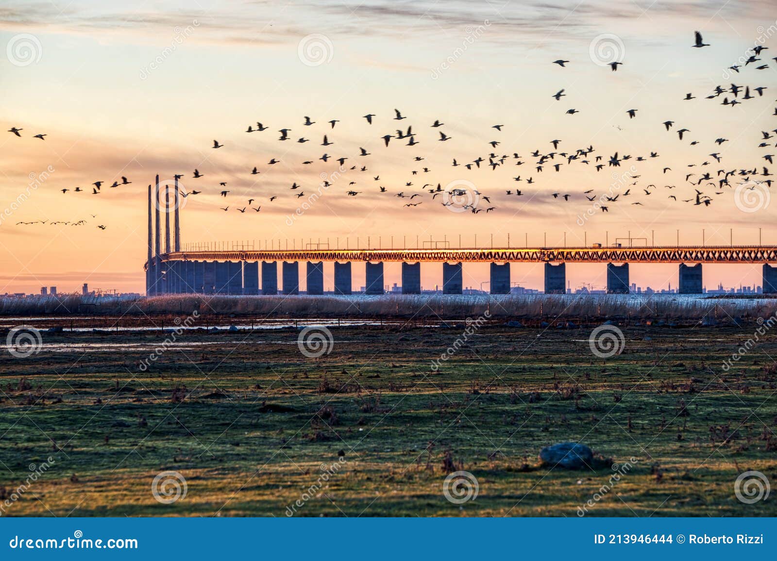 oresund bridge sundown with a flock of flying birds crossing the scene by the sea. oresundsbron massive architecture at sunset