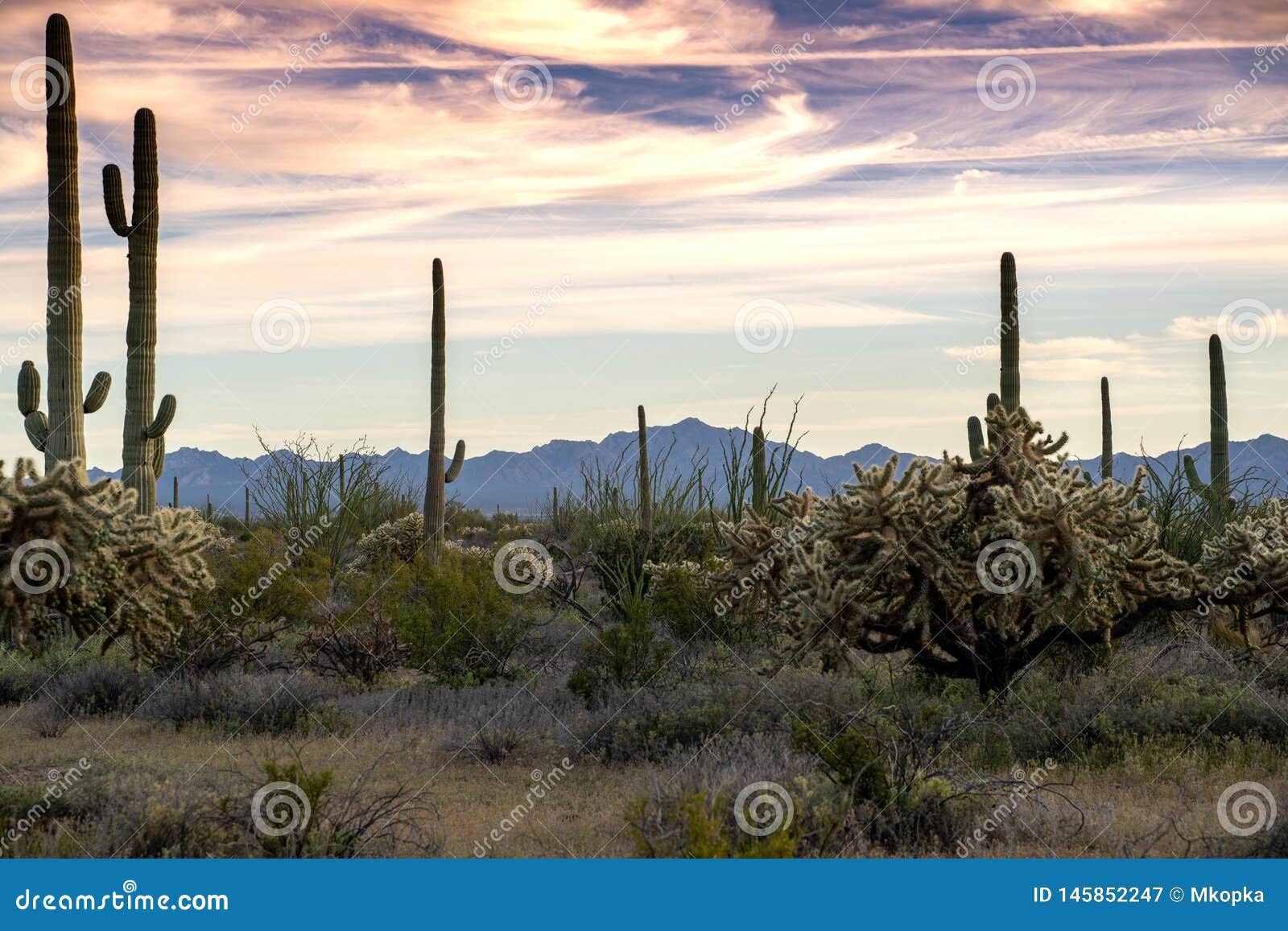 organ pipe cactus national monument, with chainfruit cholla and saguaros at sunset