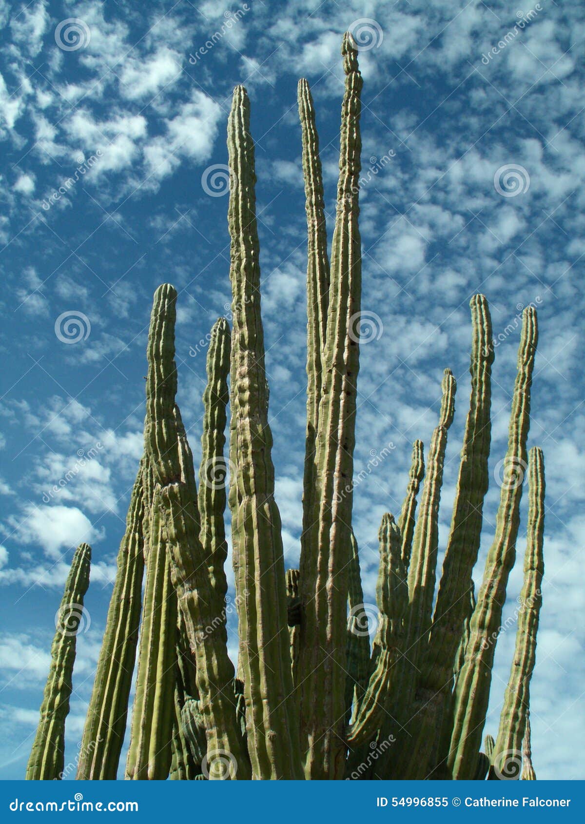 organ pipe cactus, state of baja california sur, mexico