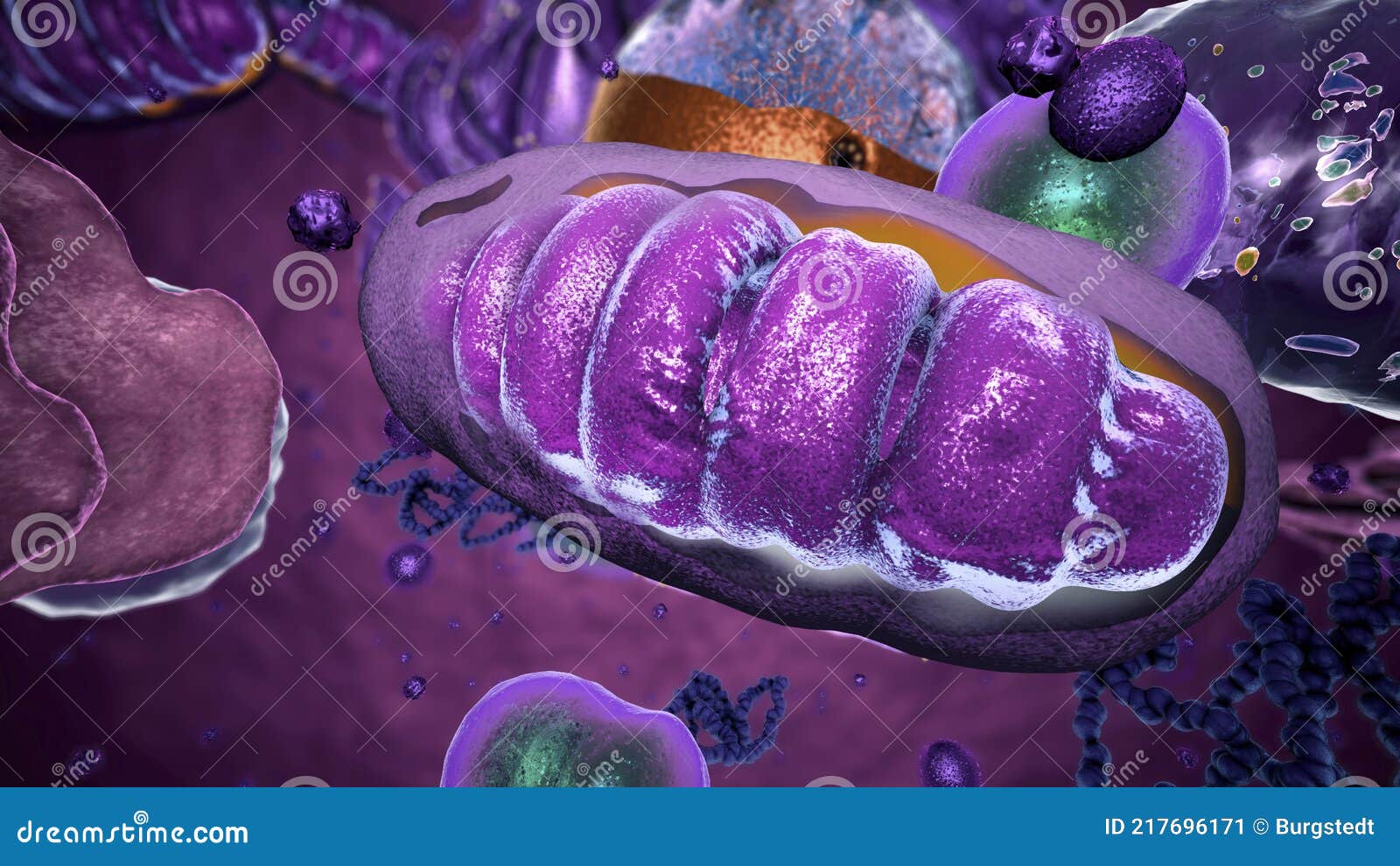 organelles inside eukaryote, focus on mitochondria