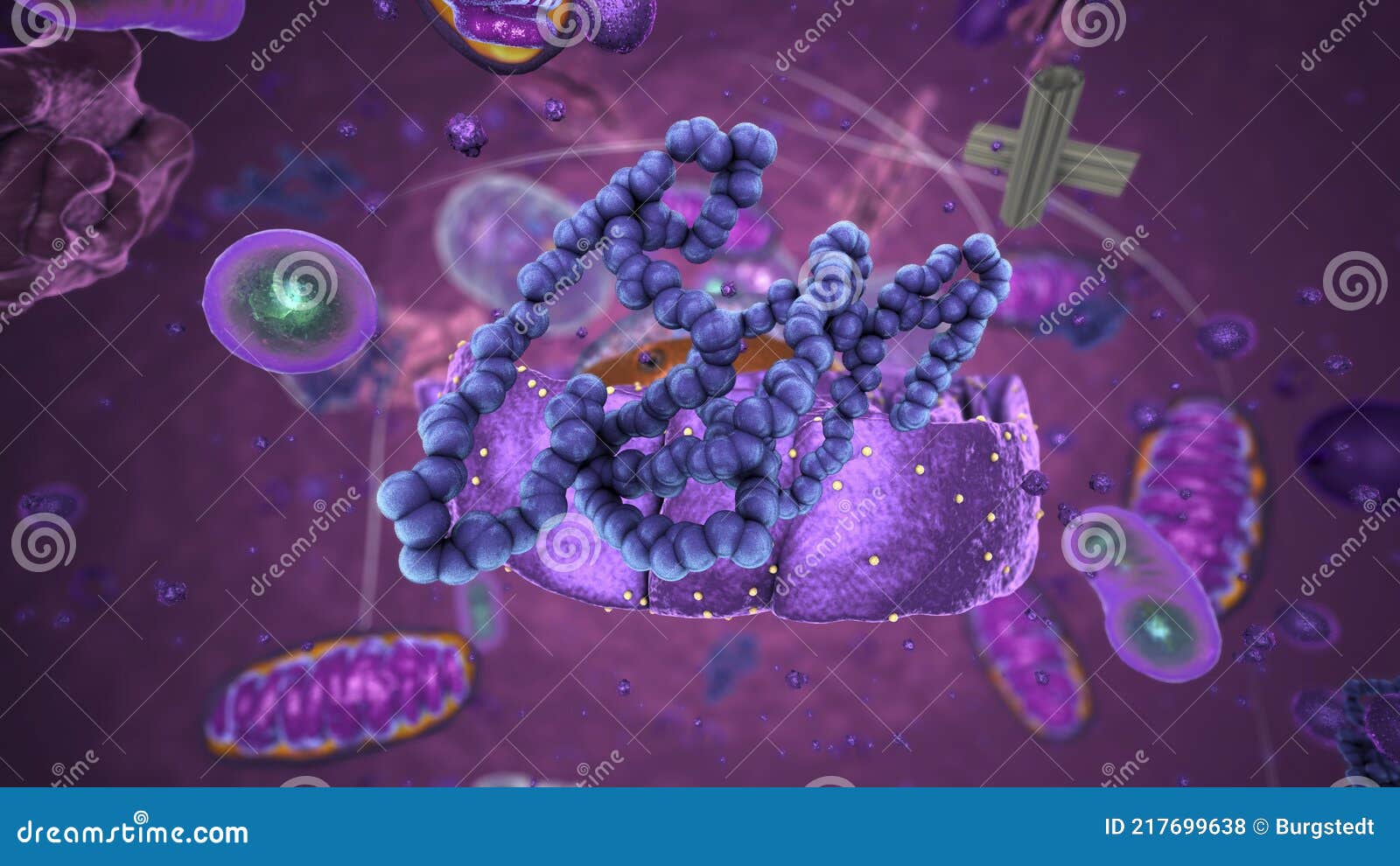 organelles inside eukaryote, focus on ribosomes