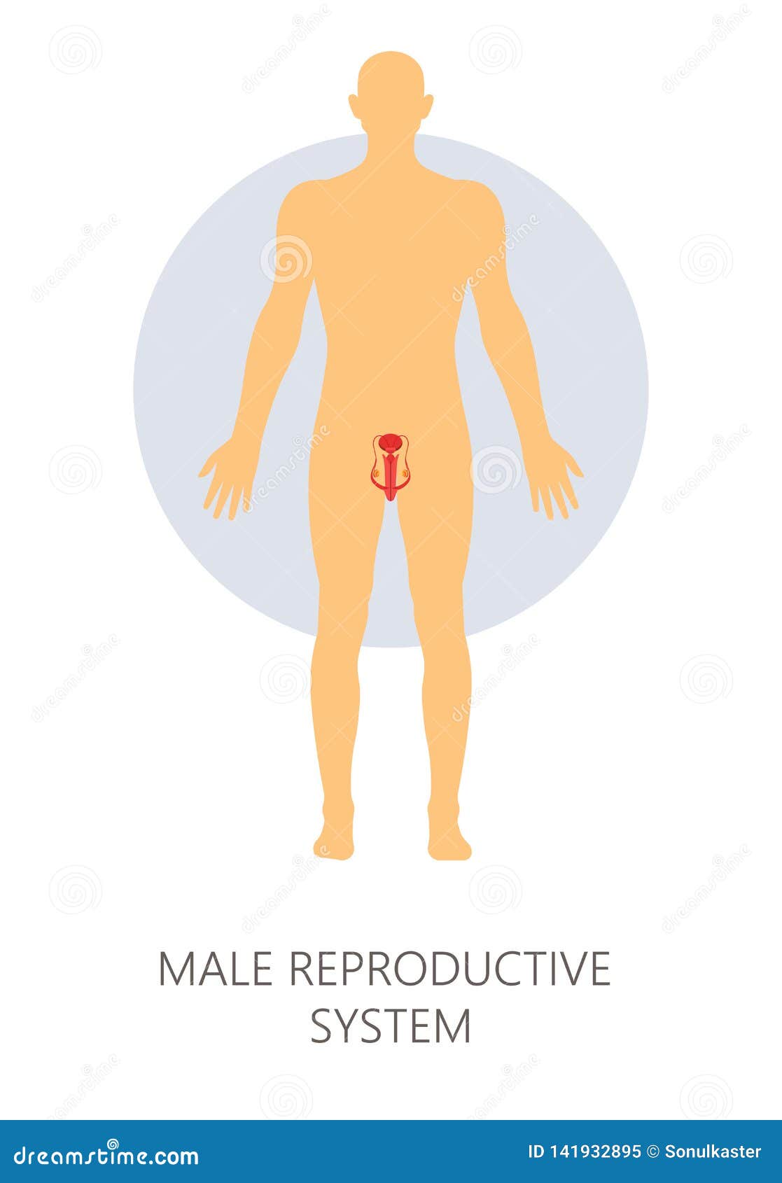 Structures du système reproducteur masculin