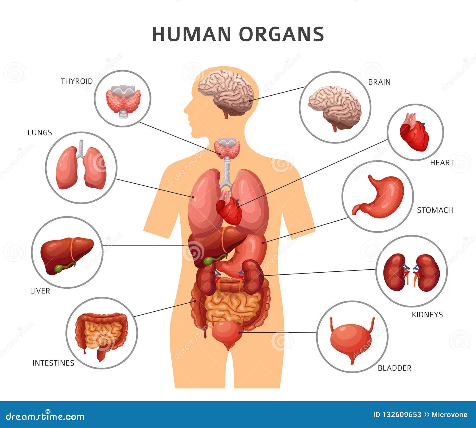 Concept D'anatomie Humaine Affiche Infographique Avec Les Organes Internes  Du Corps Humain