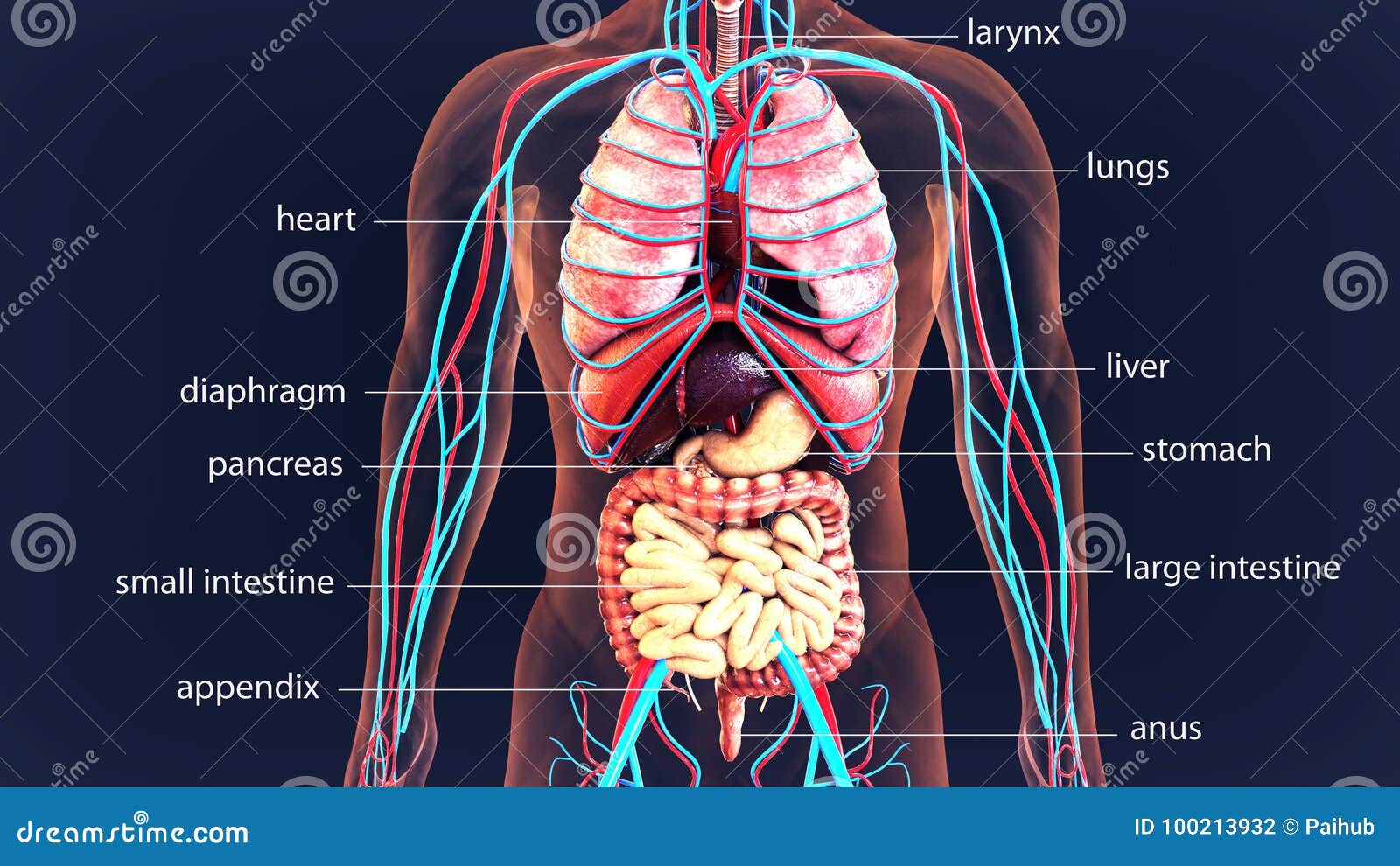 Organi Del Corpo Umano Dell'illustrazione 3d Sistema Del Corpo Umano  Illustrazione di Stock - Illustrazione di organi, intero: 100213932