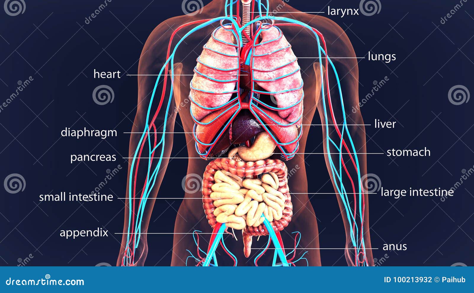 Organi Del Corpo Umano Dell'illustrazione 3d Sistema Del Corpo