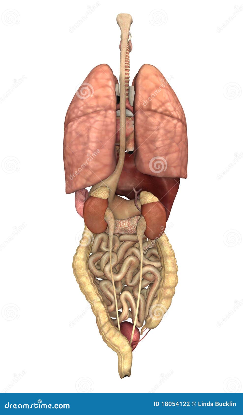 Organi Interni Da Dietro Illustrazione Di Stock Illustrazione Di Tratto