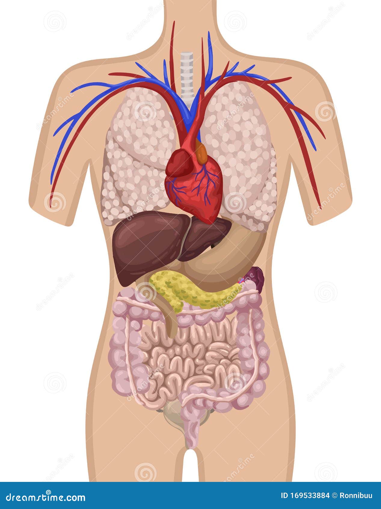 Organi Nel Corpo Umano Posizione Degli Organi Interni Nel Corpo Illustrazione Vettoriale Illustrazione Vettoriale Illustrazione Di Cervello Disegno