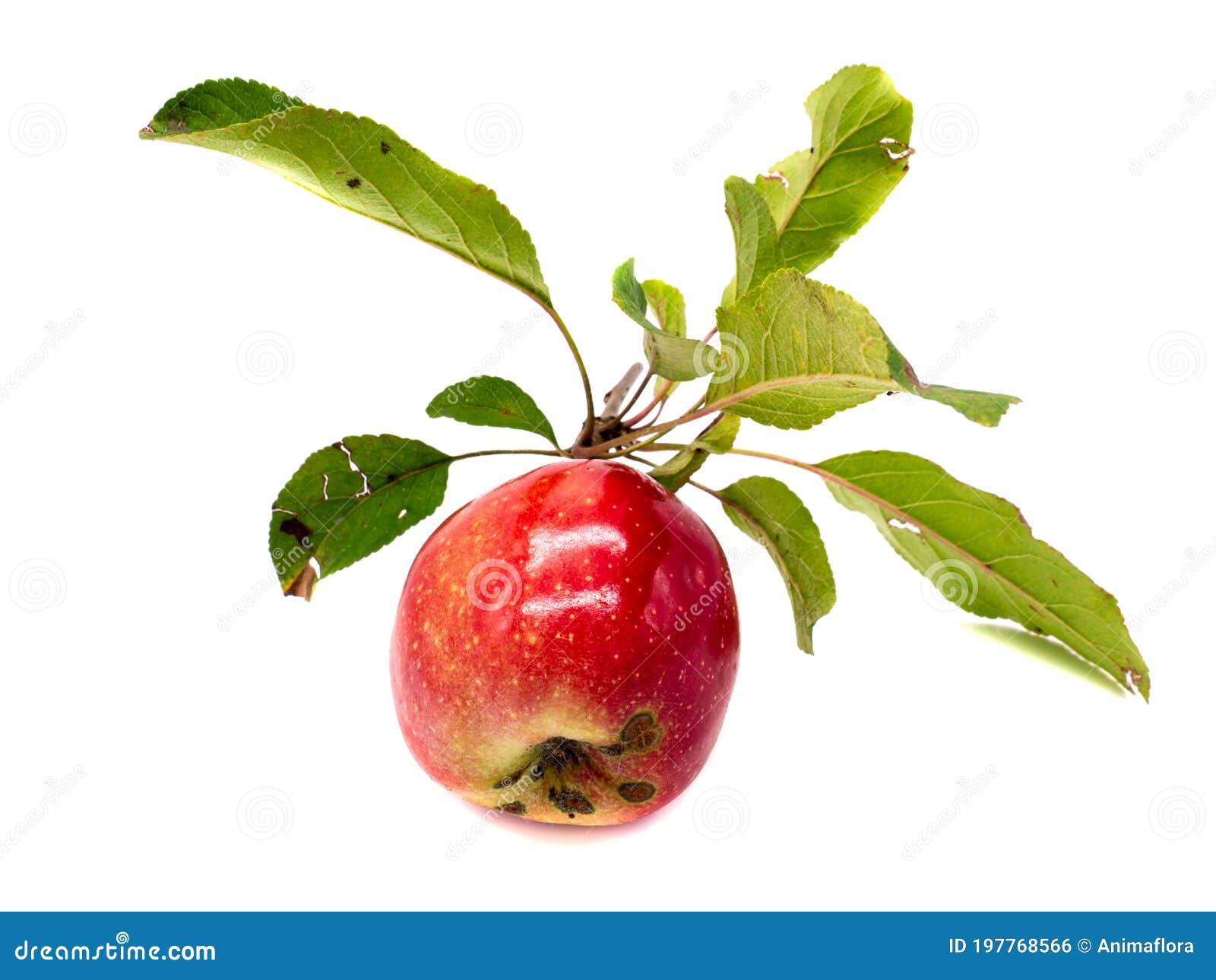 Organic Apple with Leaves Isolated Stock Photo Image of white