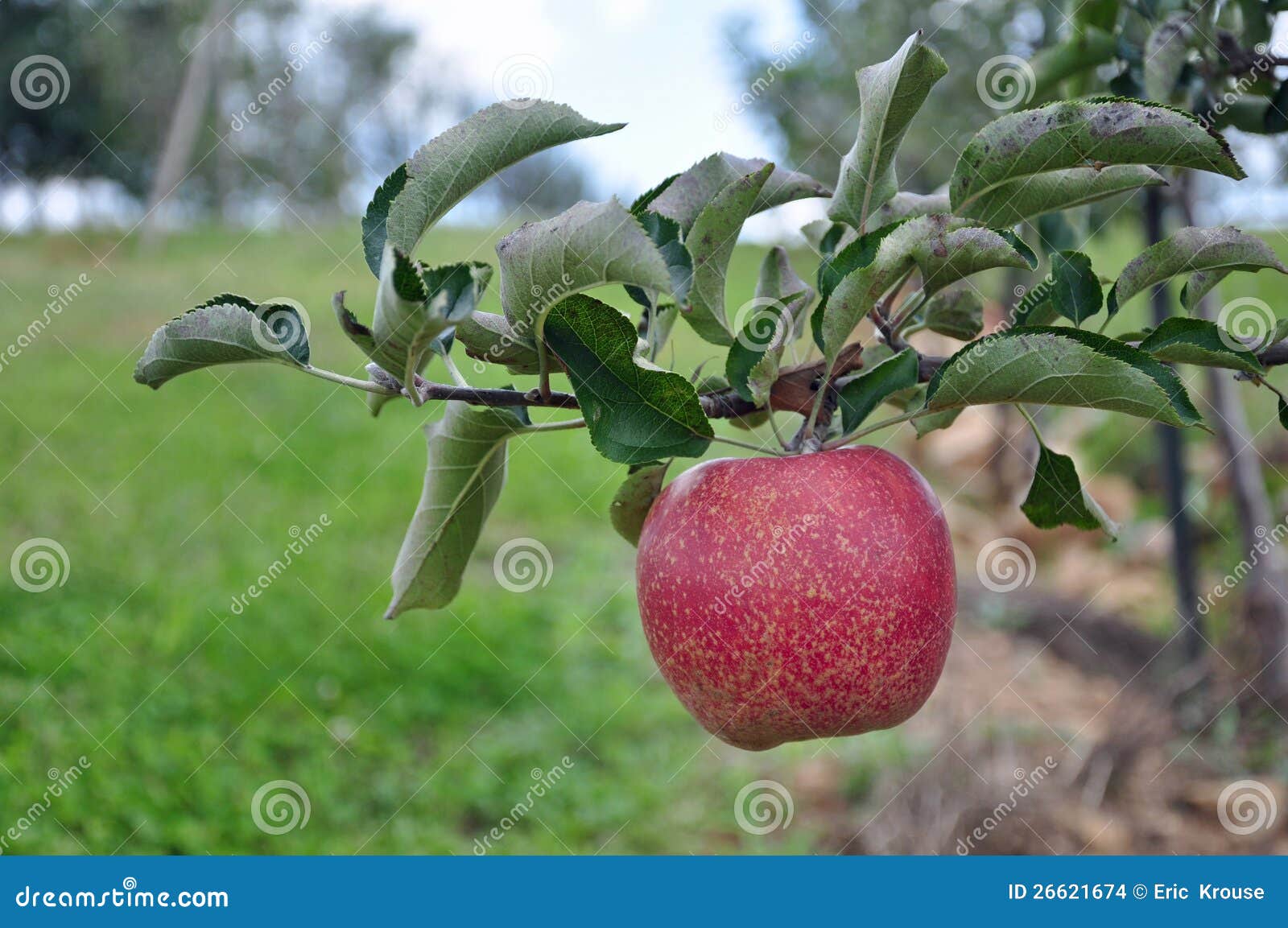 Organic Apple Orchard stock photo. Image of autumn, apples 26621674