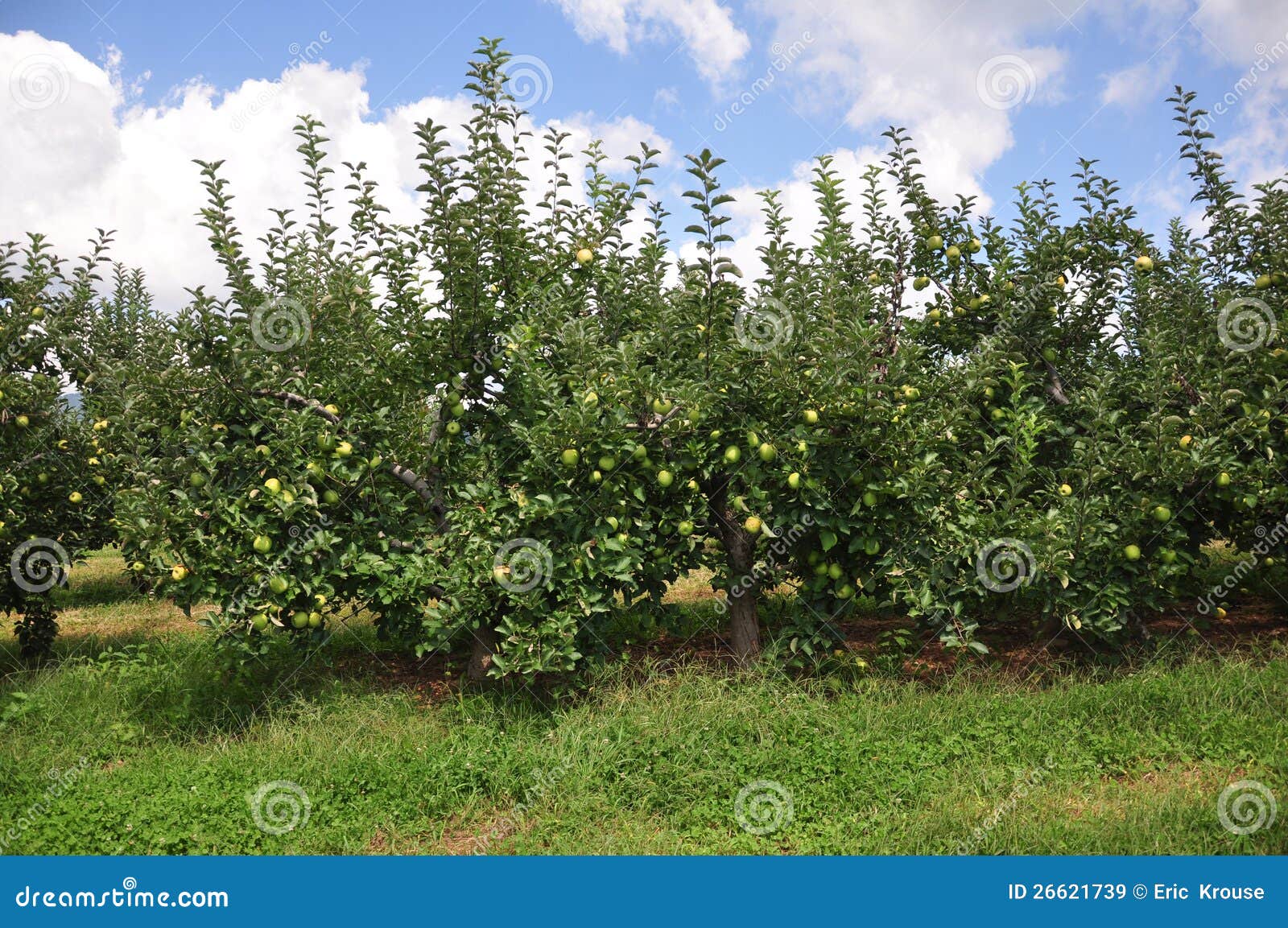 Organic Apple Orchard stock image. Image of eating, color 26621739