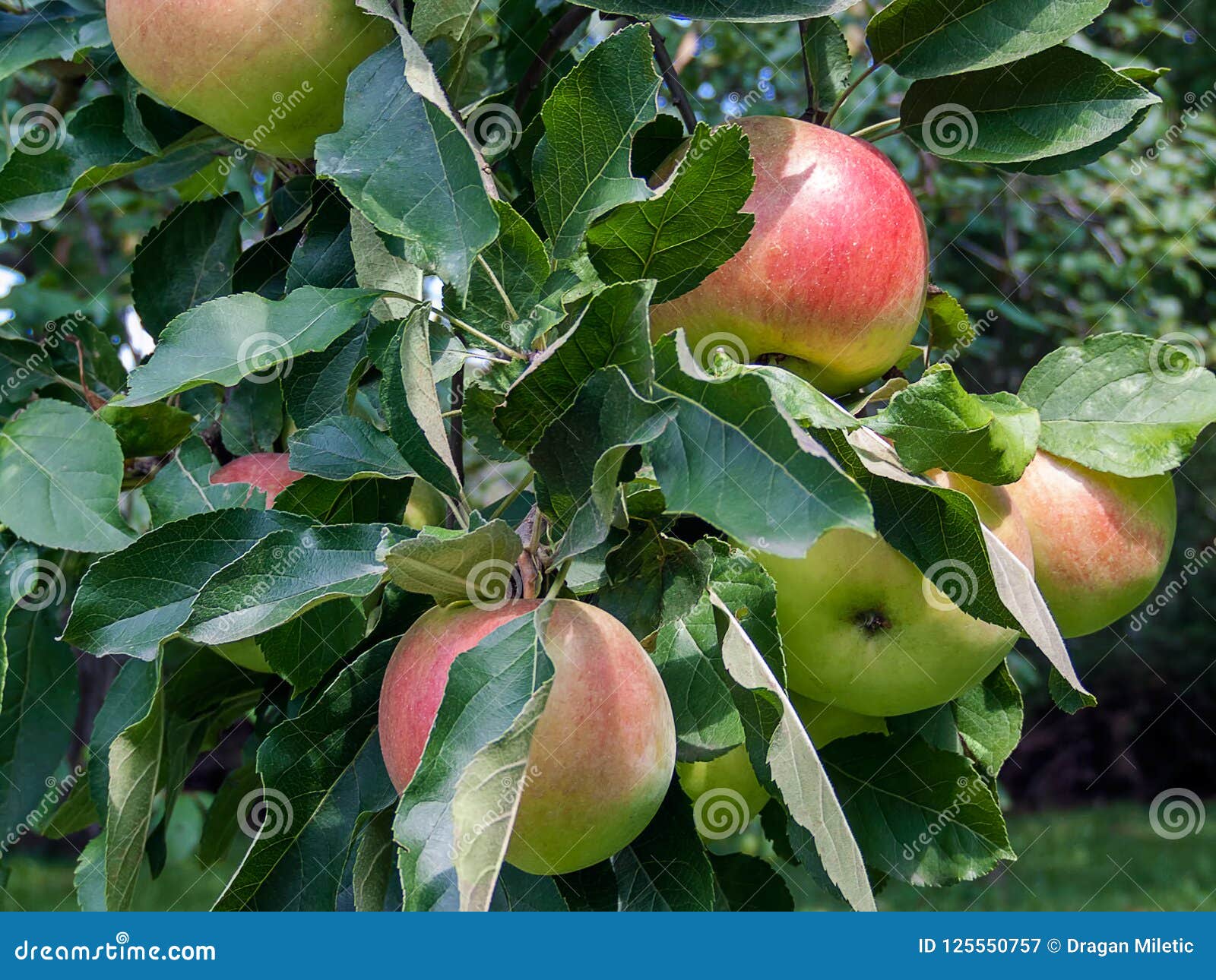 Organic Apples on Apple Tree Branch Stock Image Image of fruit, juicy