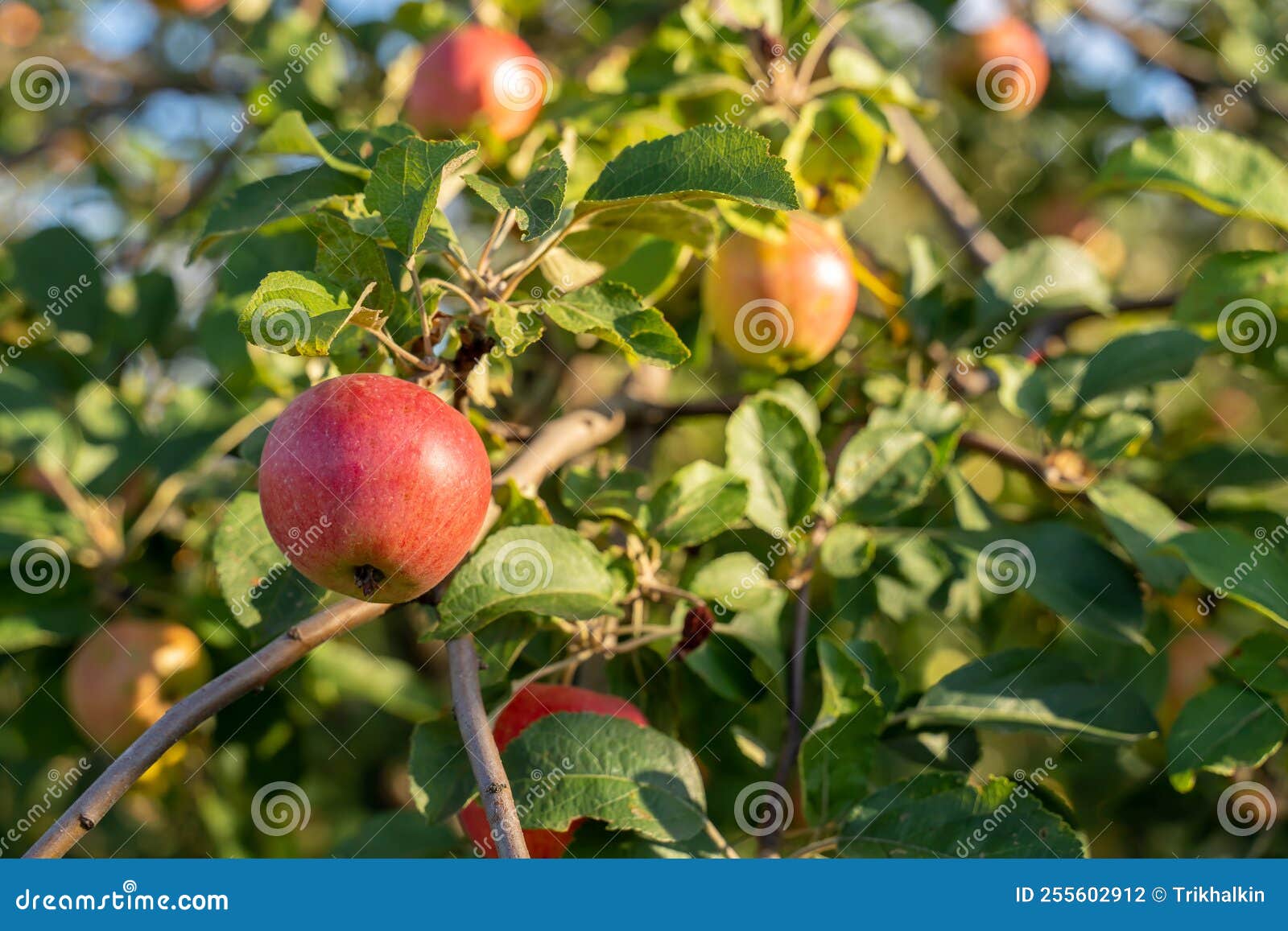 Organic Apples. Fruit without Chemical Spraying. Orchard. Stock Photo