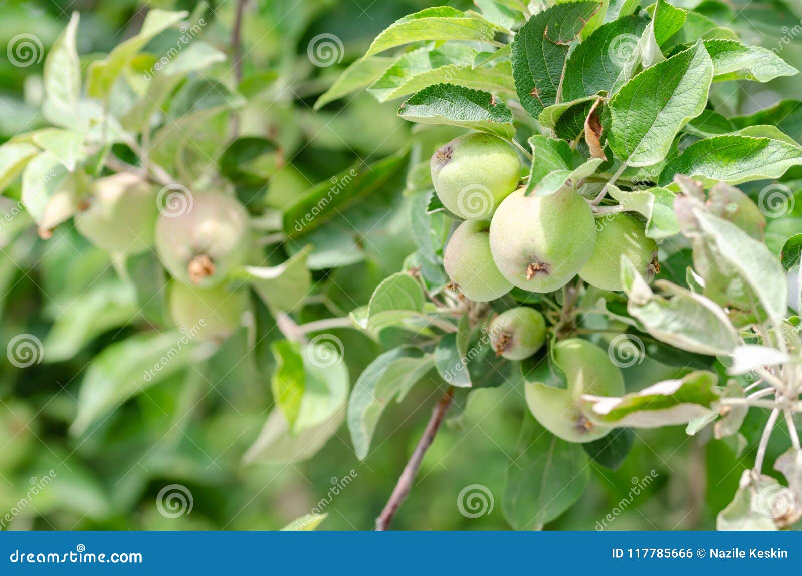 Organic Apples Growing on a Tree Stock Photo Image of harvest, health