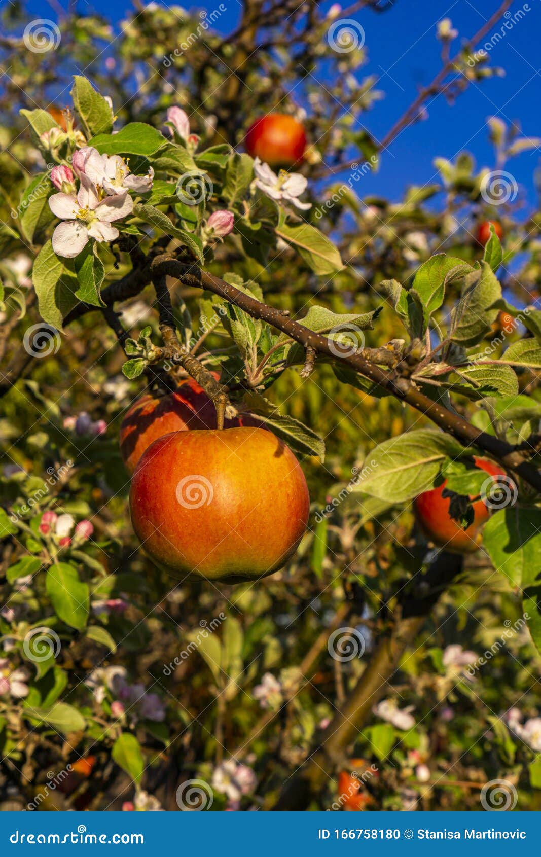 Organic apples on the tree stock photo. Image of outdoor 166758180
