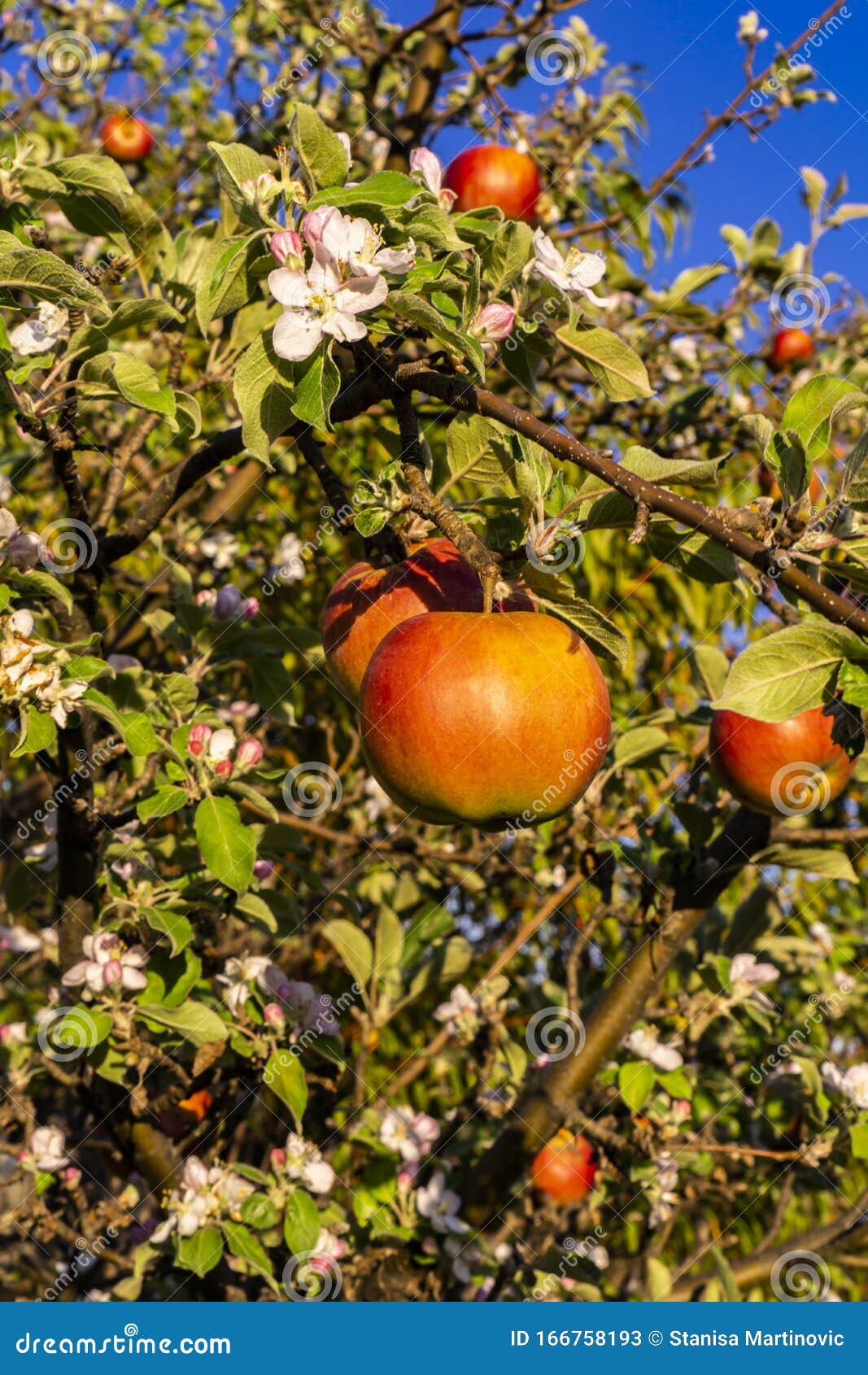 Organic apples on the tree stock image. Image of branch 166758193