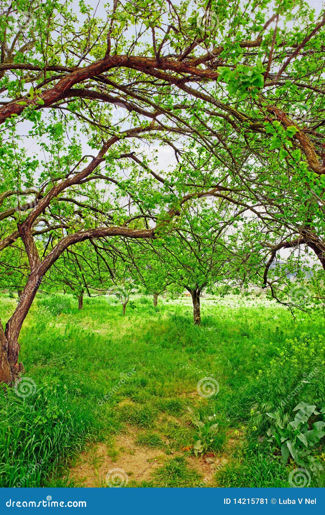 Organic Apricot Garden in Turkey. Stock Image Image of agriculture