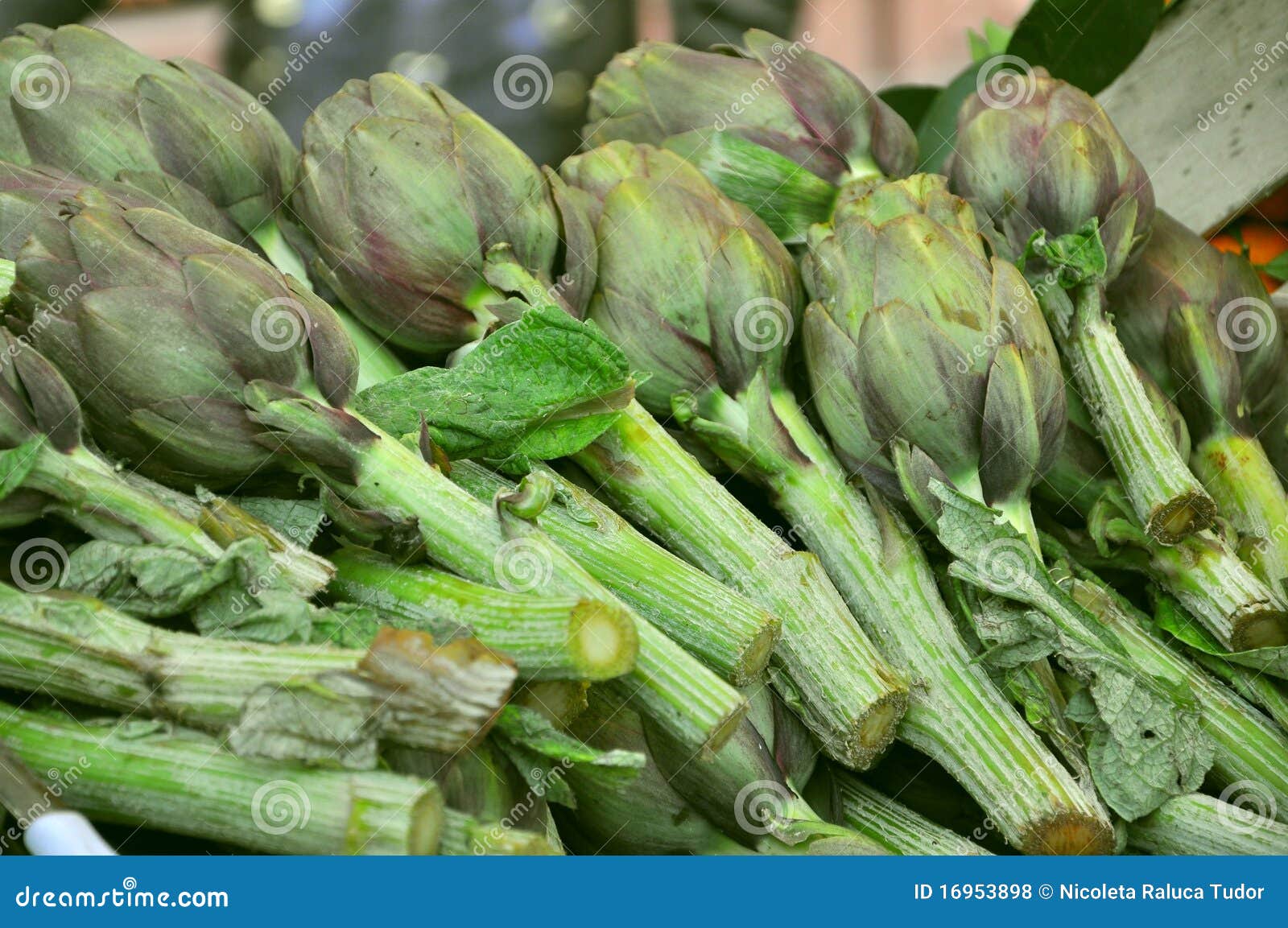Organic artichokes stock photo. Image of green, artichoke 16953898
