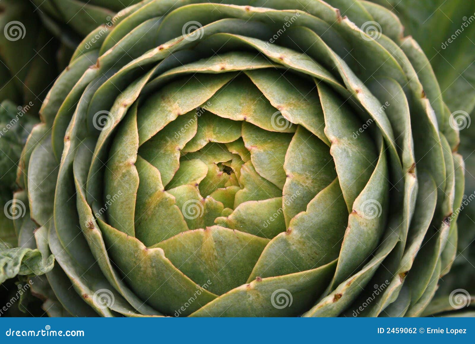 Organic artichokes stock photo. Image of leaves, scolymus 2459062