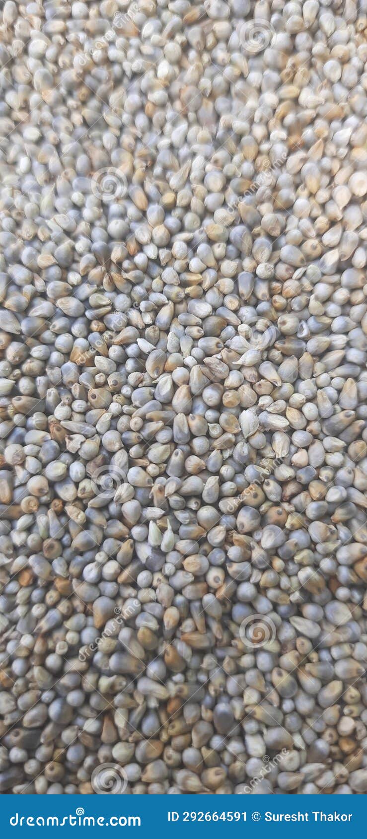 organic bajari pearl millet