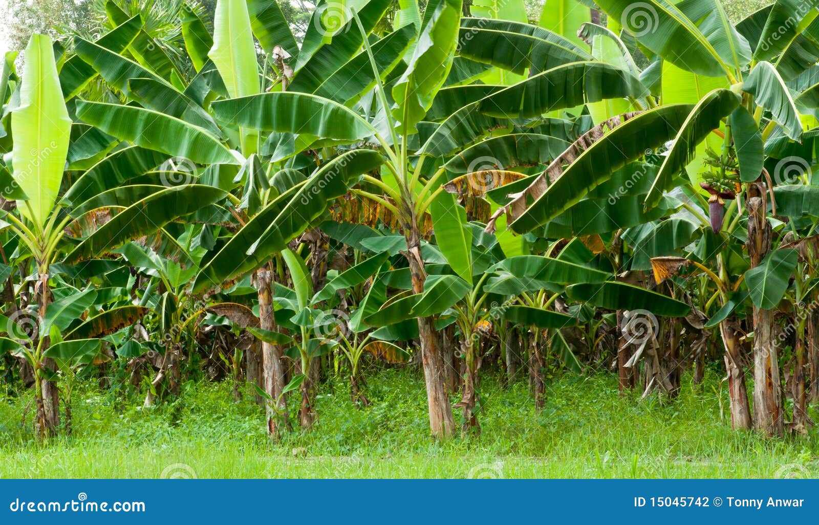 Organic Banana Plantation stock photo. Image of farm 15045742