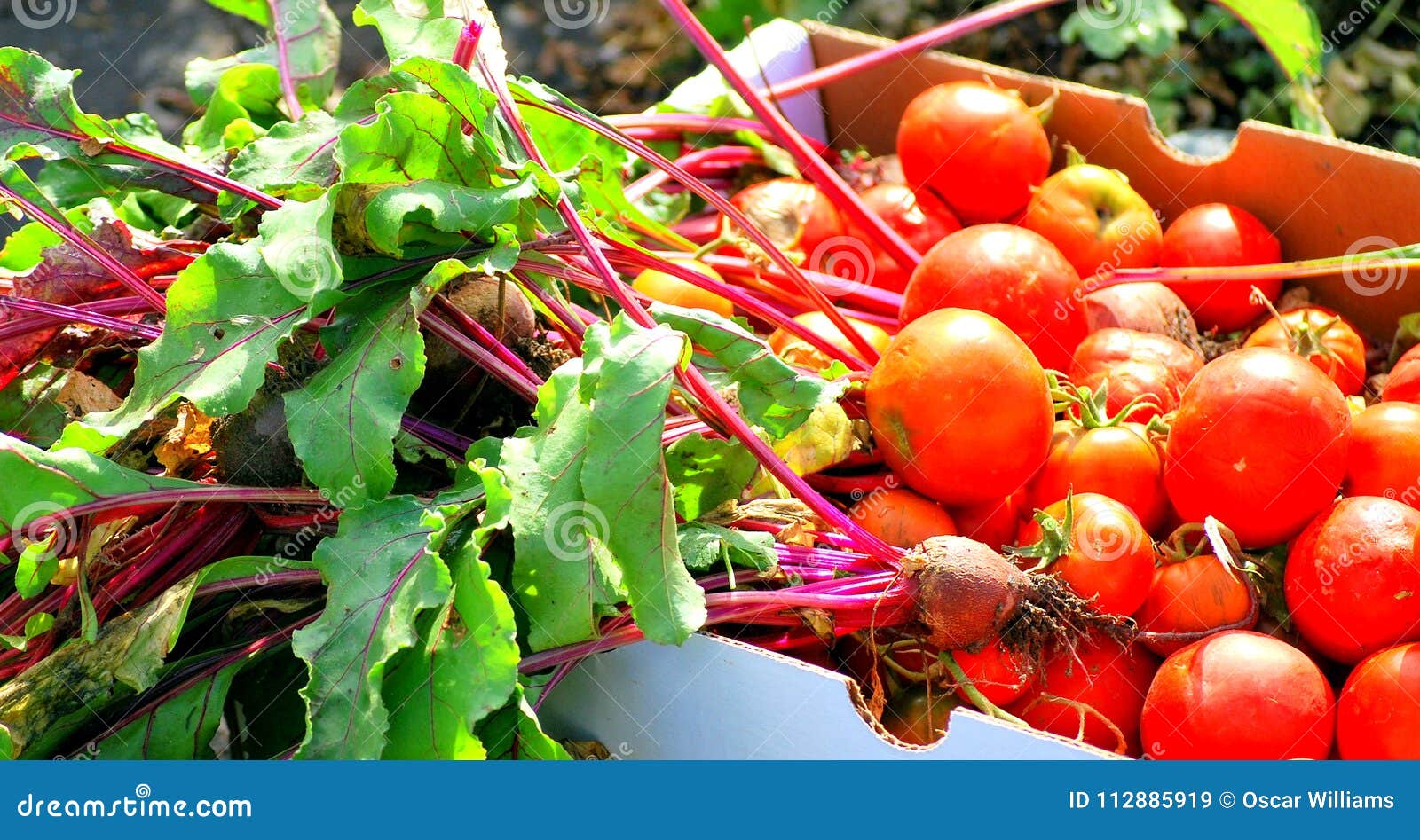 Organic Beets and Tomatoes. Stock Image Image of tomatoes, healthy