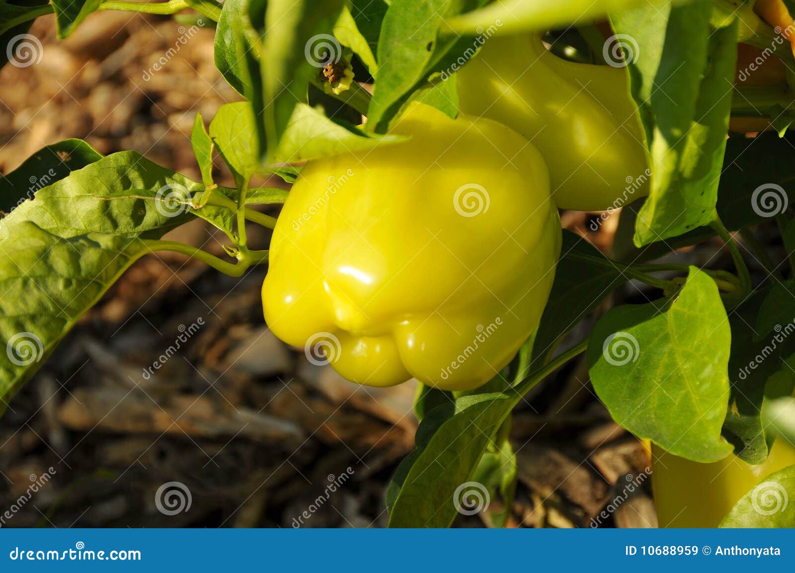 Organic Bell Pepper 2 stock image. Image of natural, green 10688959
