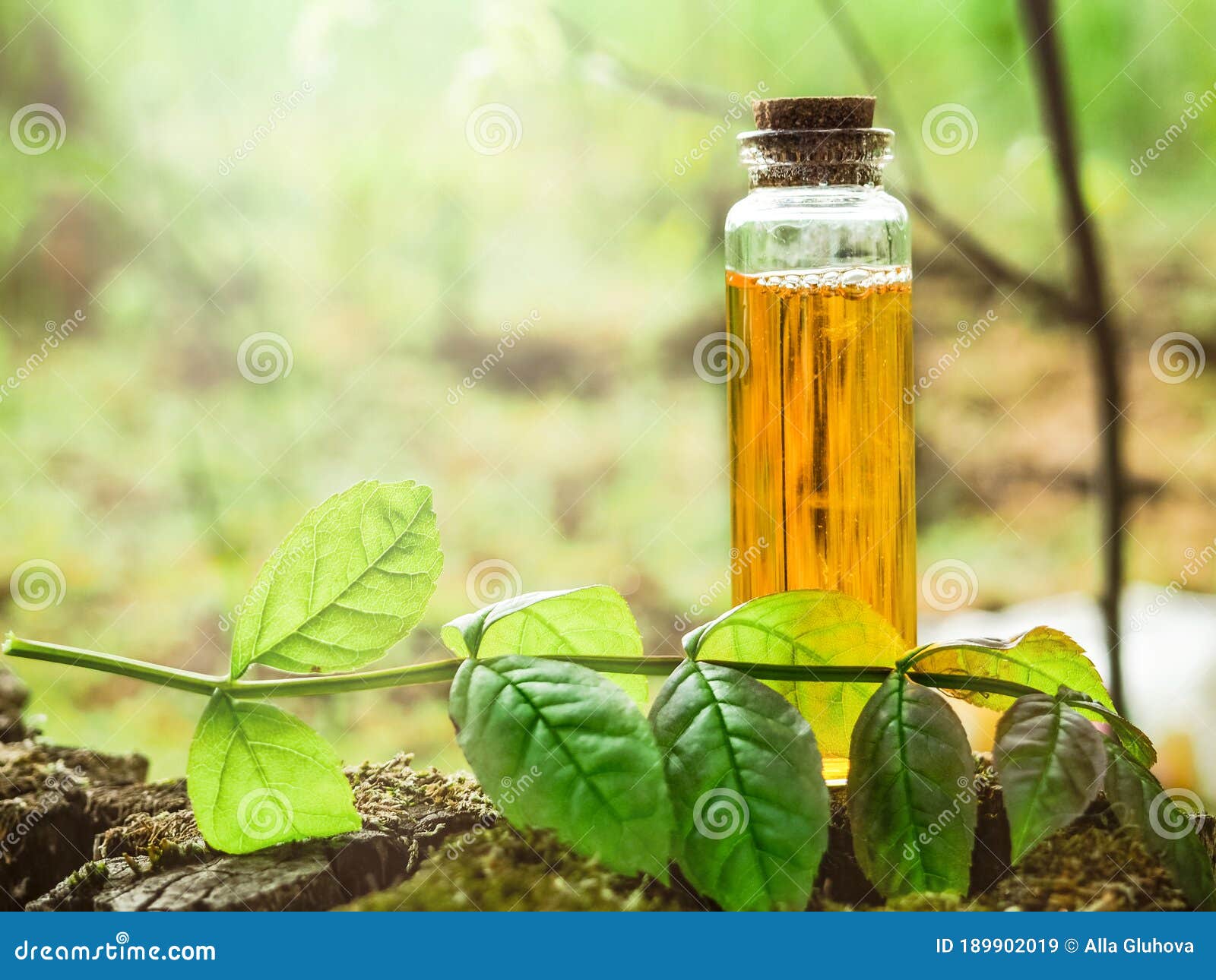 organic bio alternative medicine, herbal medicine., bottles of healthy essential oil or infusion and dry medicinal herbs