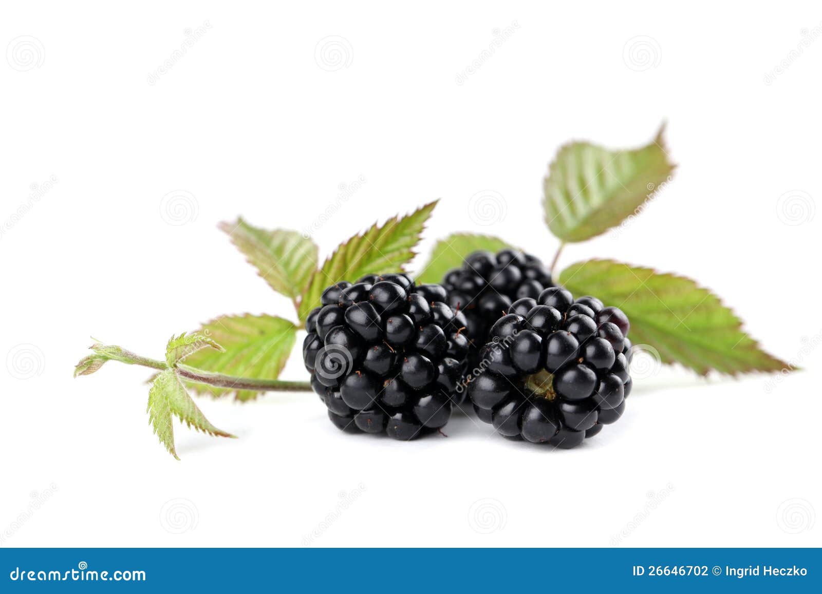 Organic blackberries stock photo. Image of juicy, shot 26646702