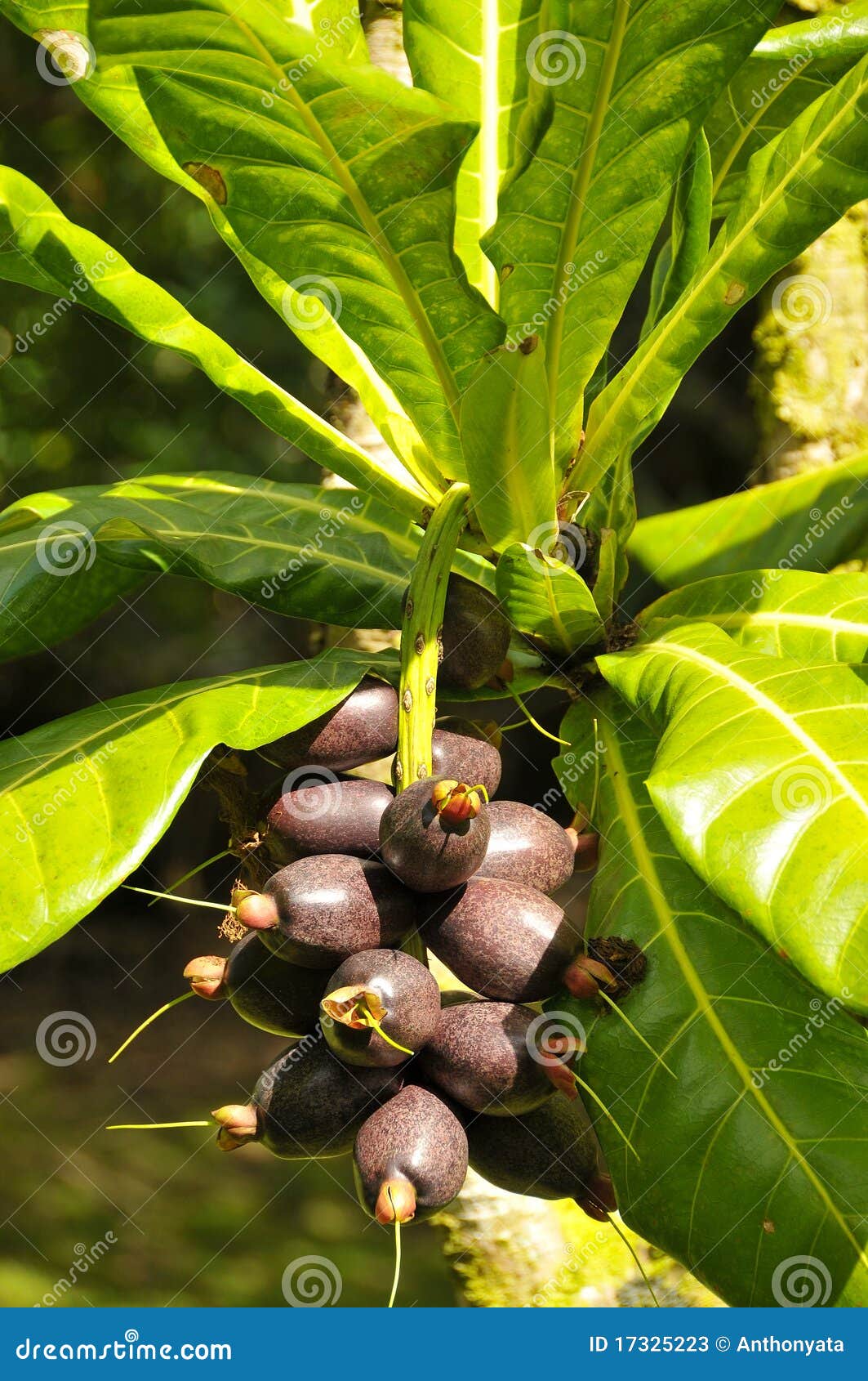 Organic Brazilian Nuts stock image. Image of brazilian 17325223