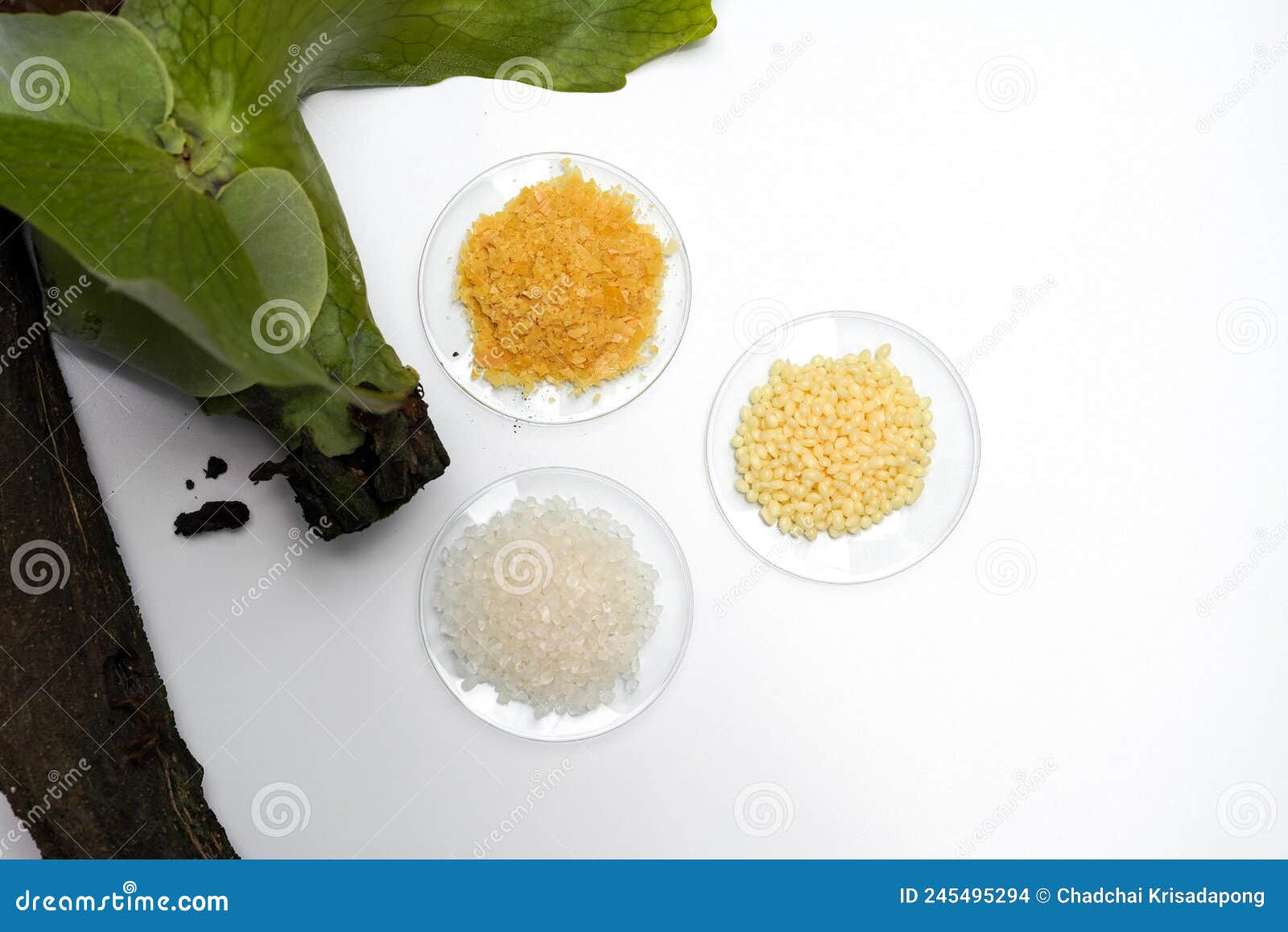 Organic Carnauba Wax, Candelilla Wax and Bath Crystal in Chemical Watch  Glass Place Near Platycerium Stemaria Ferns on White Table Stock Photo -  Image of medicine, pharmacy: 245495294