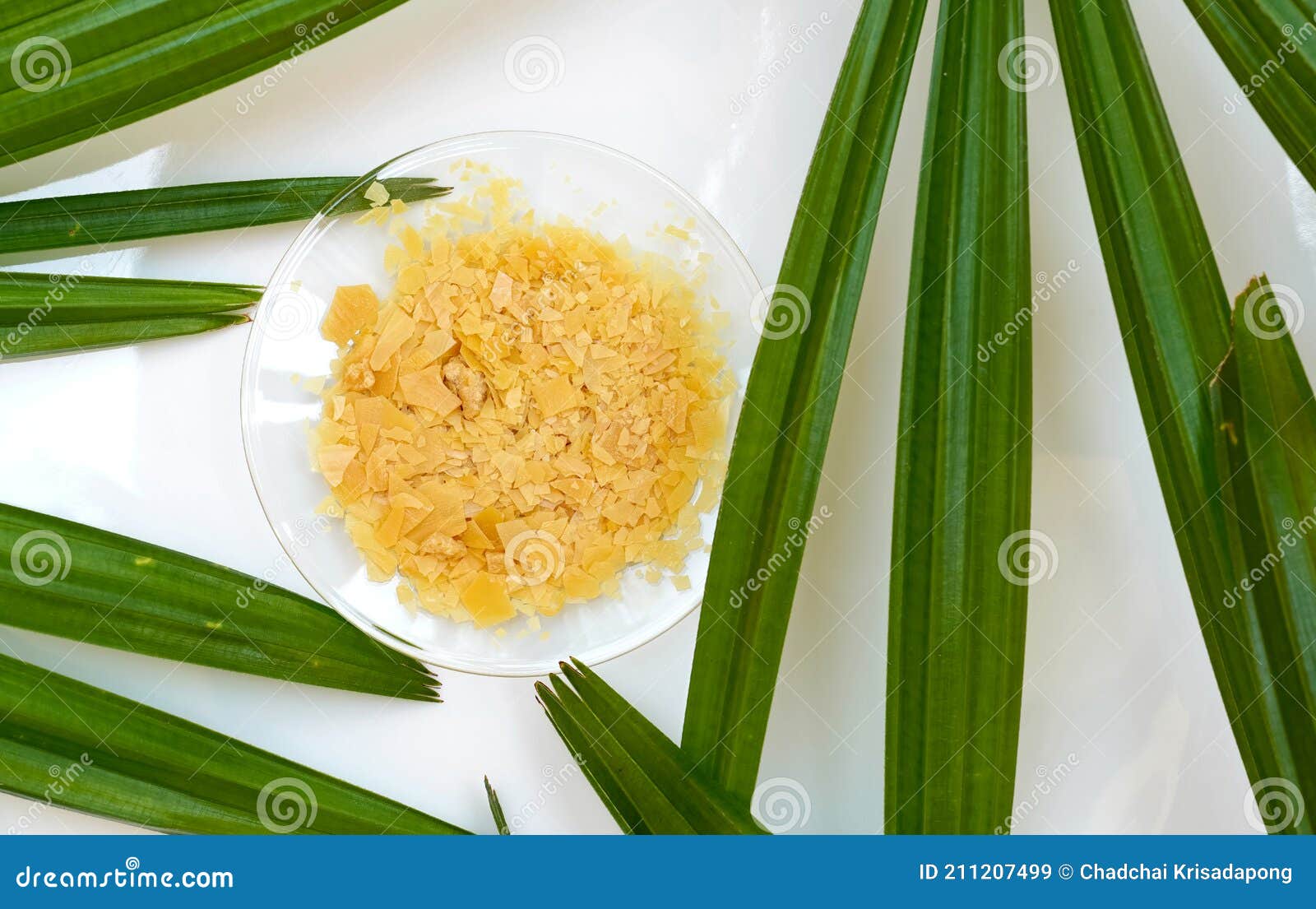 Organic Candelilla Wax in Chemical Watch Glass, Yellow cosmetic color (oil)  and broadleaf lady palm leaf on wooden background. (Top View Stock Photo -  Alamy