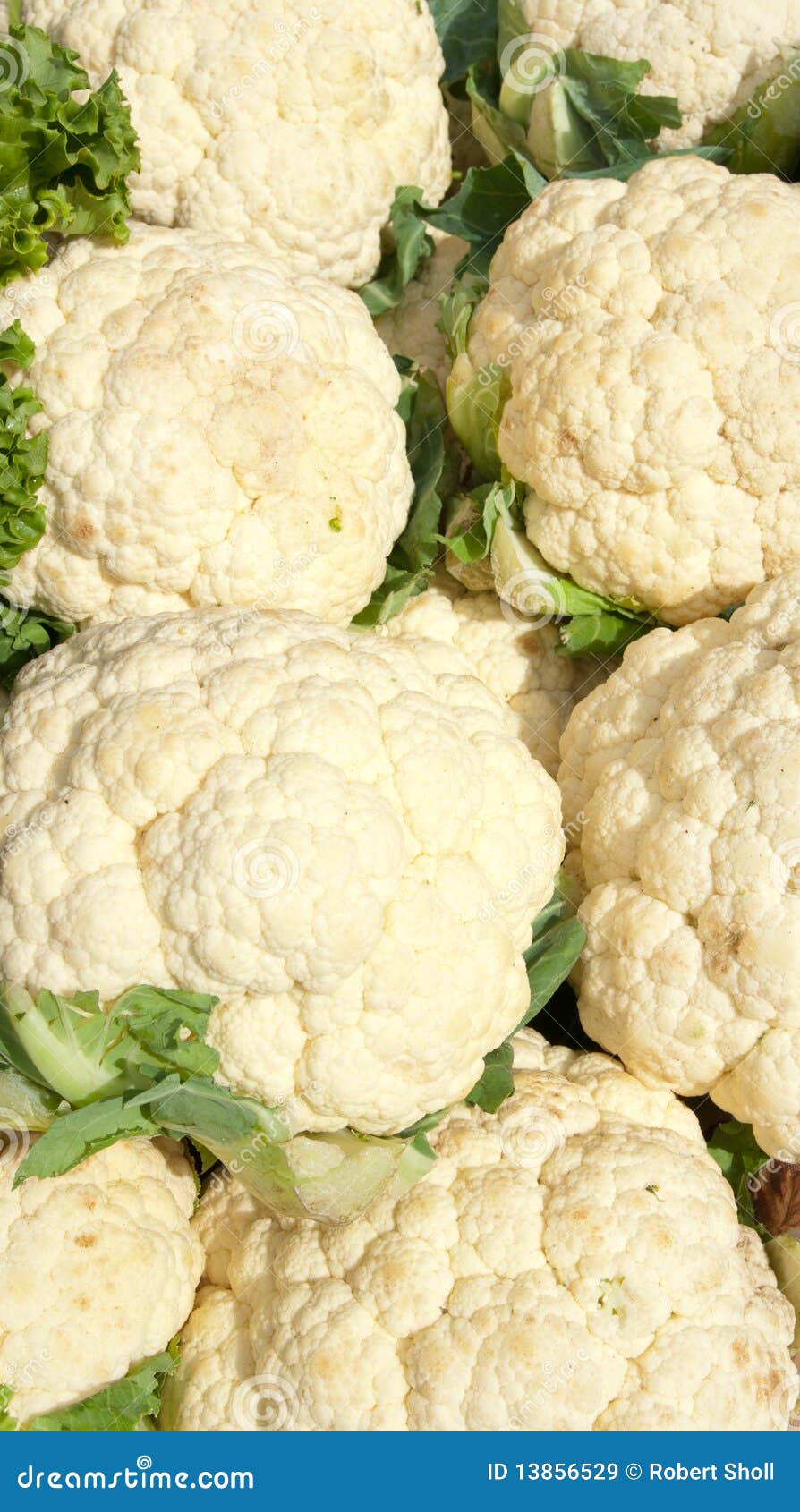 Organic Cauliflower stock image. Image of harvesting 13856529