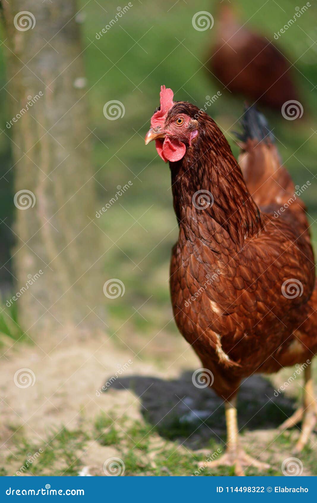 organic chicken breeding