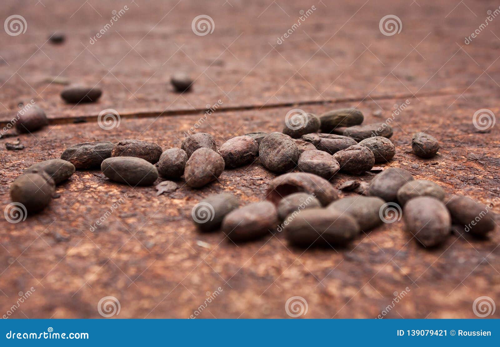 organic cocoa beans in little cocoa farm in costarica jungle