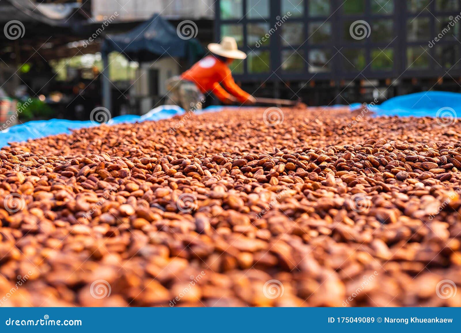 Organic Cocoa Beans Sun Drying on a Farm Stock Image Image of crop