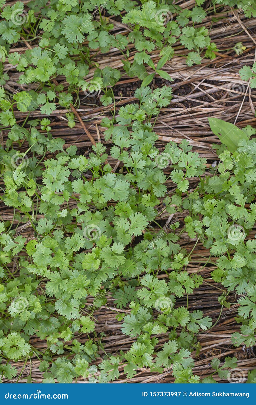 Organic Coriander Cultivation for Safe Consumption Stock Image Image