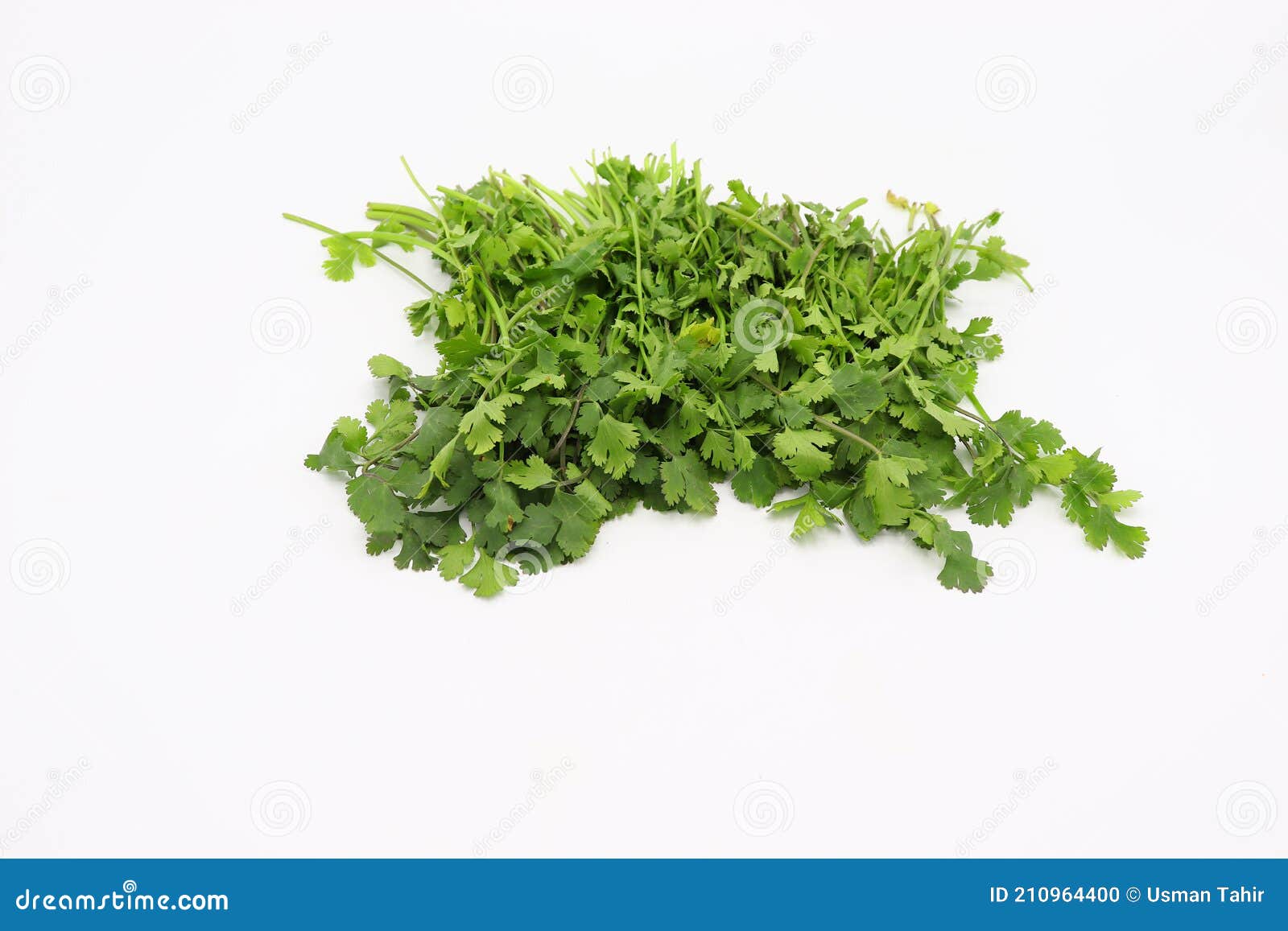 Organic Coriander Leaves Isolated on White Stock Photo Image of