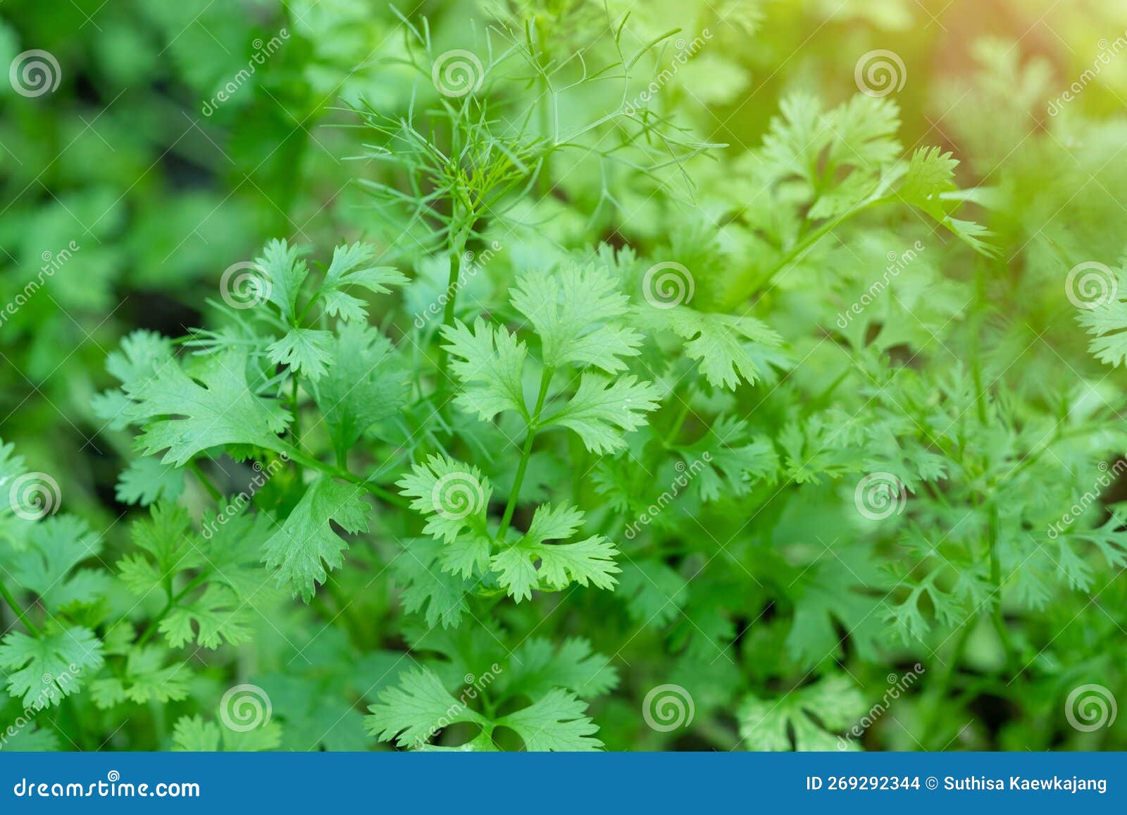 Organic Coriander Plants with Sunlight in the Garden Stock Photo Image of closeup, vegetarian