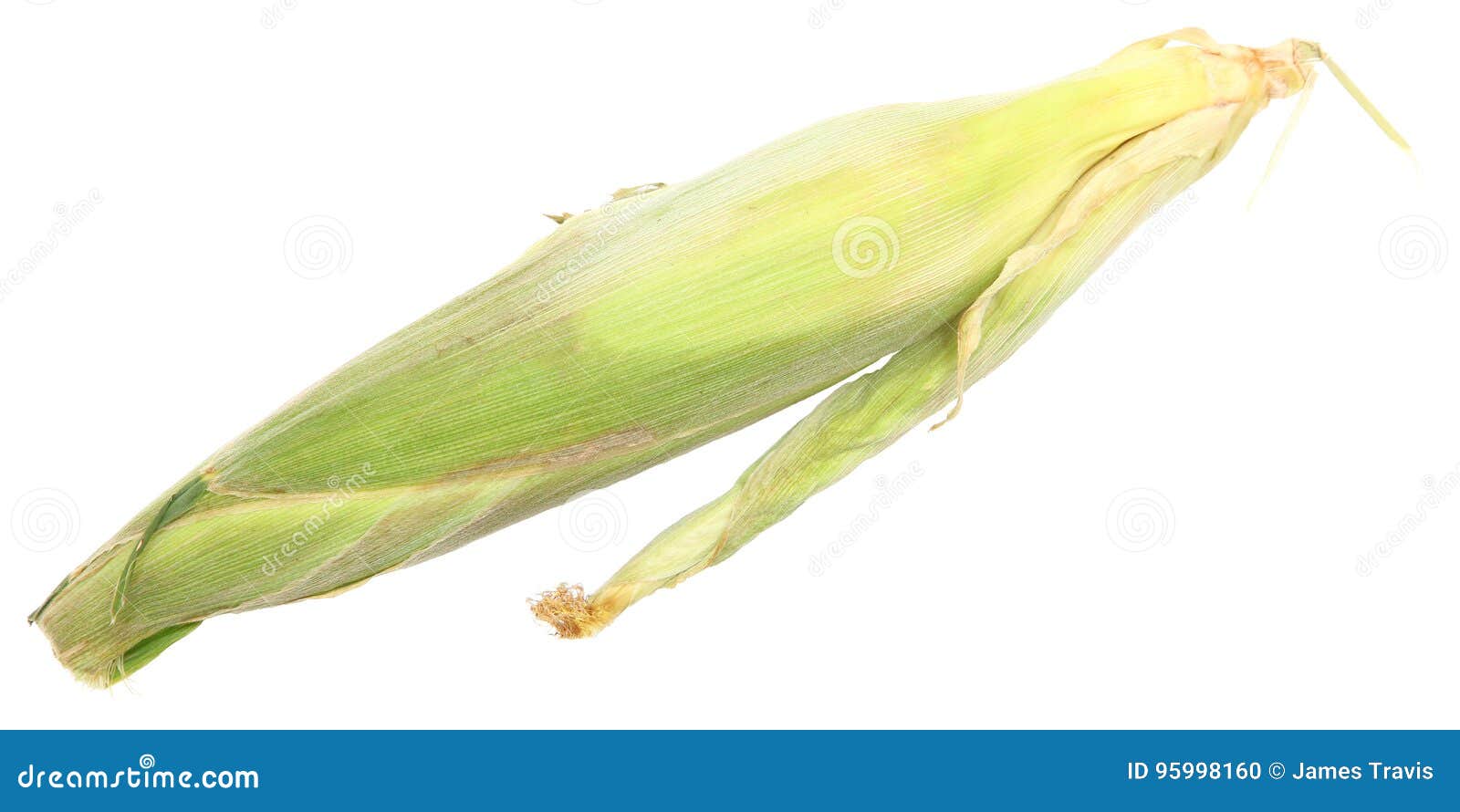 Organic Corn in Husk stock photo. Image of plant, unpeeled 95998160