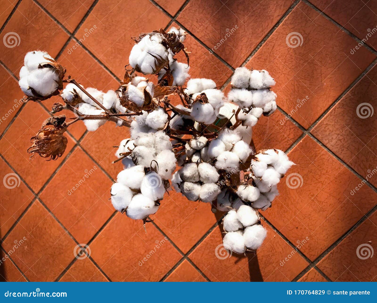 Organic Cotton Flowers on Their Branch Stock Image Image of pure, agriculture 170764829