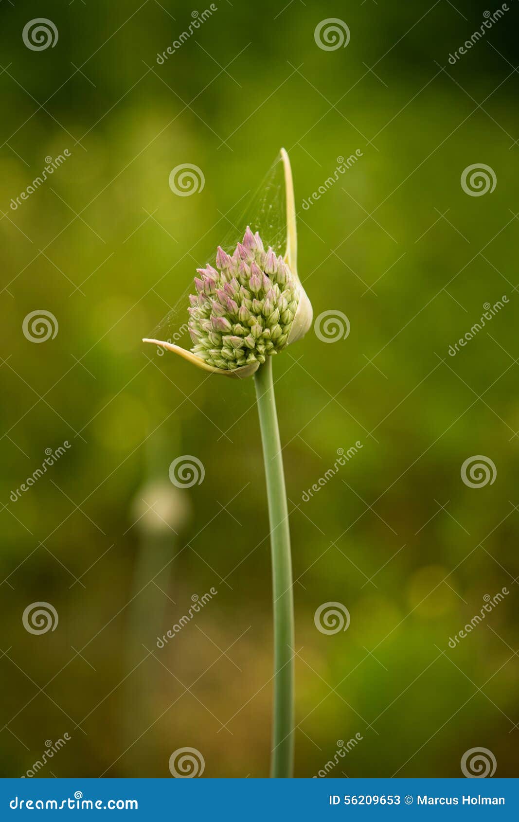 Organic elephant garlic stock image. Image of elephant 56209653